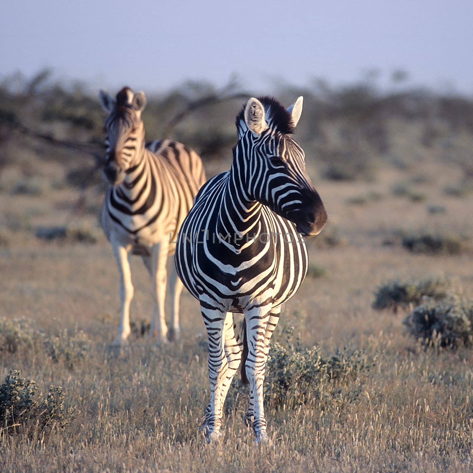 Plains Zebra, (Equus burchellii), Africa, Namibia, Oshikoto, Etosha National Park