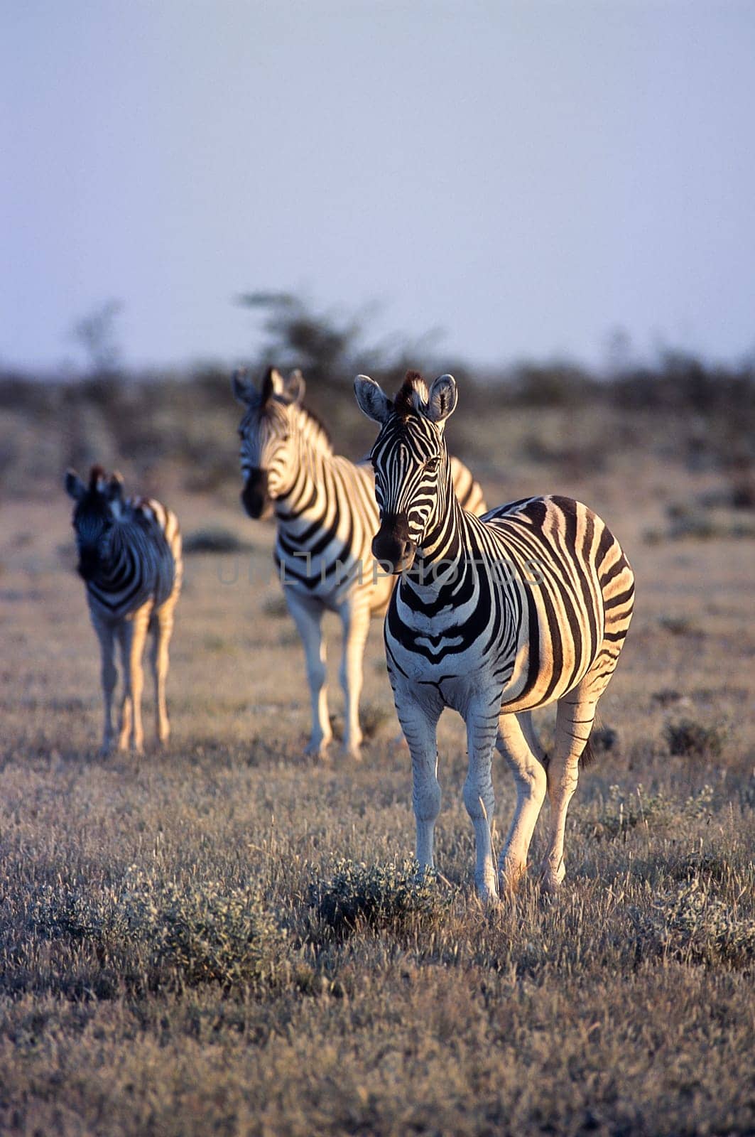 Plains Zebra, (Equus burchellii), Africa, Namibia, Oshikoto, Etosha National Park