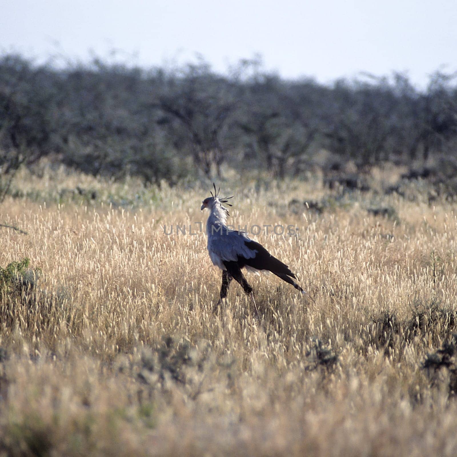 Secretary bird, (Sagittarius serpentarius), Africa, Namibia, Oshikoto, Etosha National Park