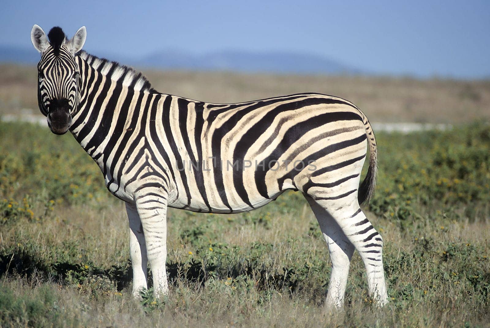 Plains Zebra, (Equus burchellii), Africa, Namibia, Oshikoto, Etosha National Park