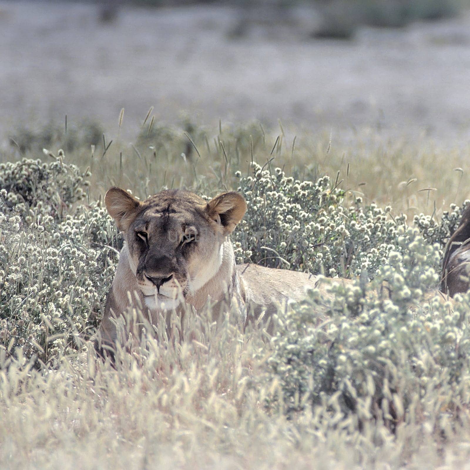 Lion, (Panthera leo), Africa, Namibia, Oshikoto, Etosha National Park