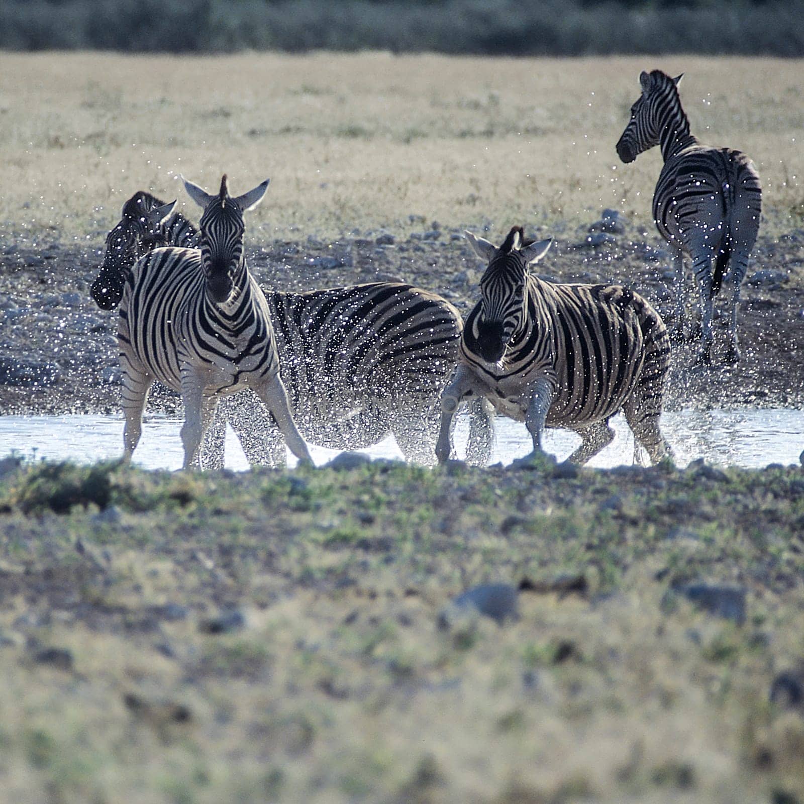 Plains Zebra, (Equus burchellii), Africa, Namibia, Oshikoto, Etosha National Park