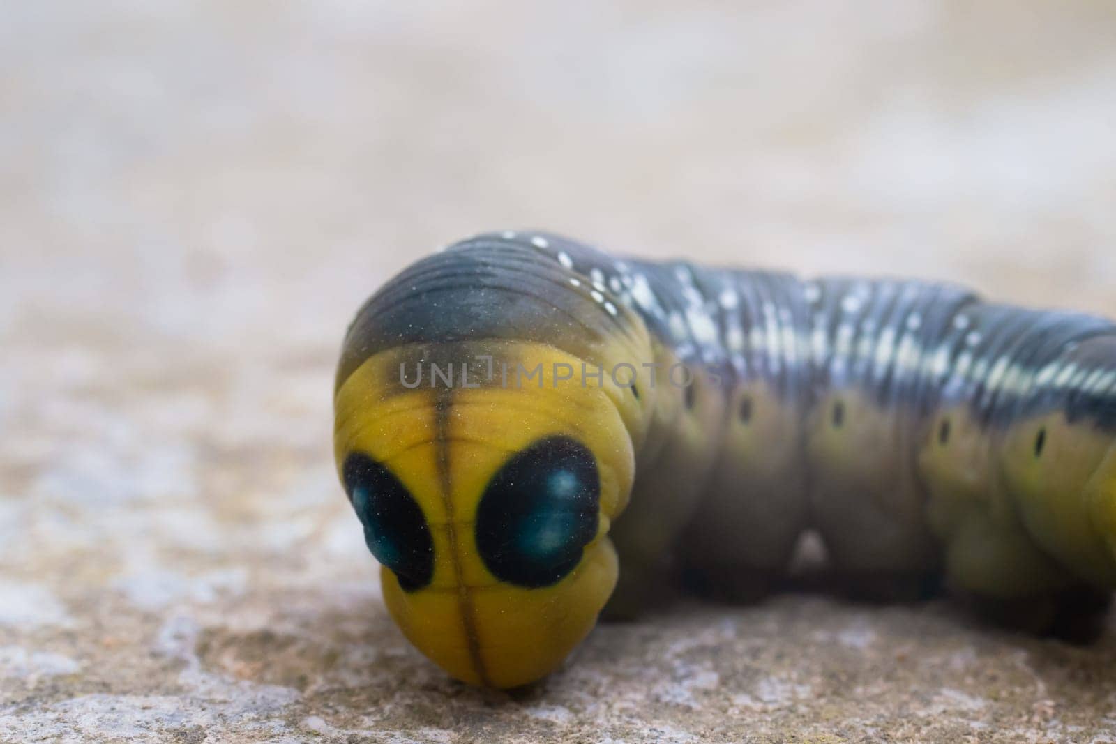 Oleander hawk moth caterpillar Daphnis nerii from European forests and woodlands