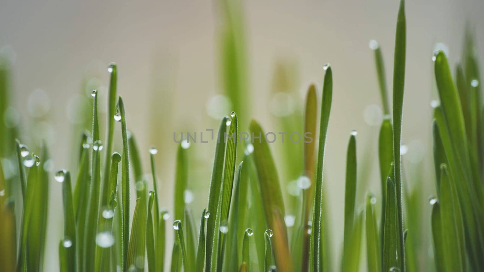Young sprouts of grass with dew. Close-up view