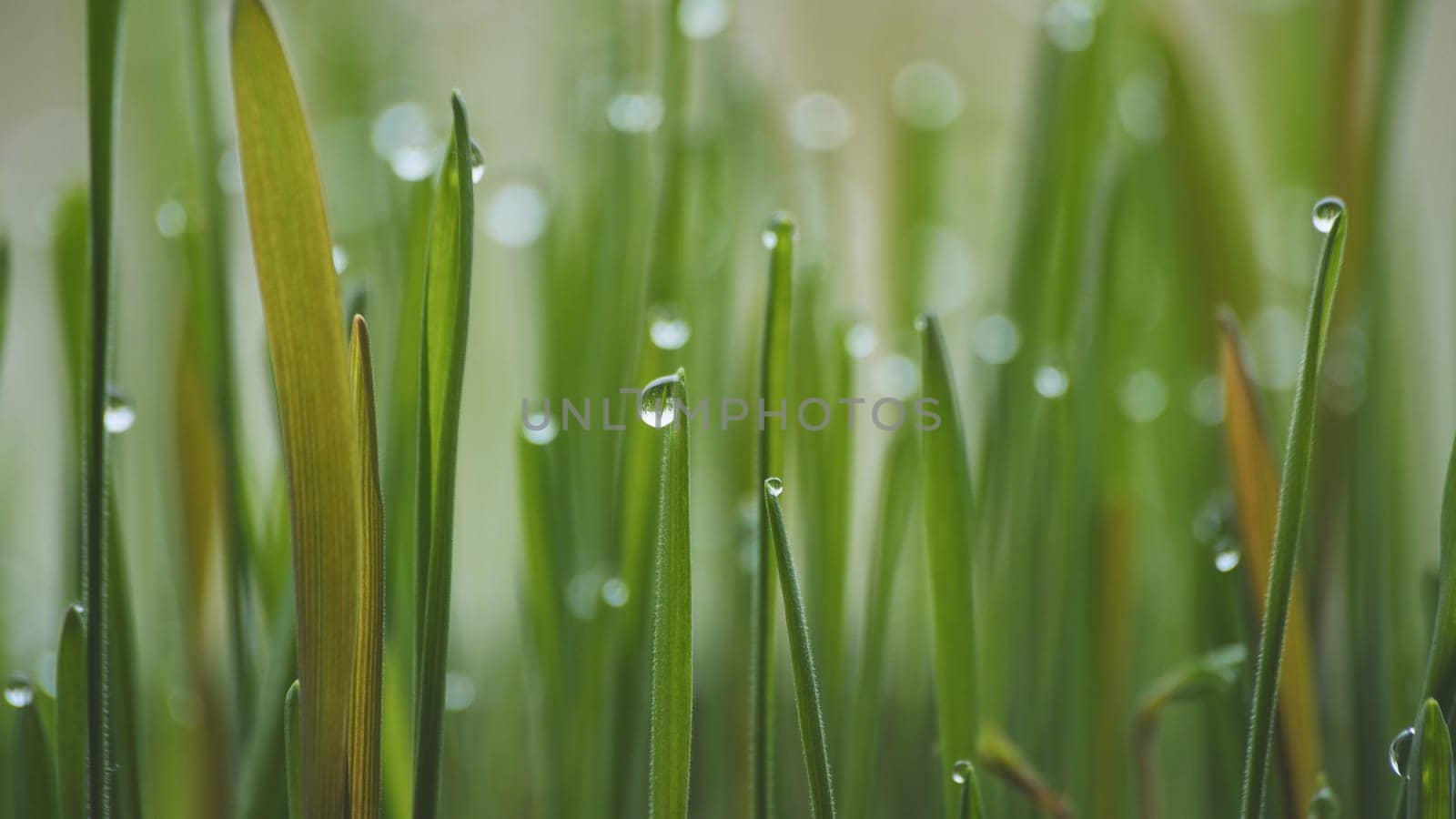 Young sprouts of grass with dew. Close-up view