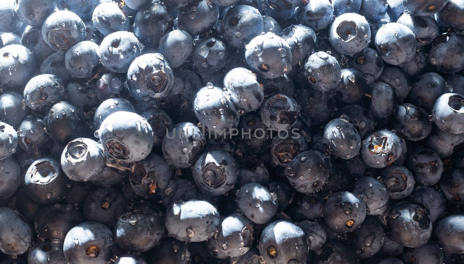 blueberry. Fresh Bilberries. Close-up background