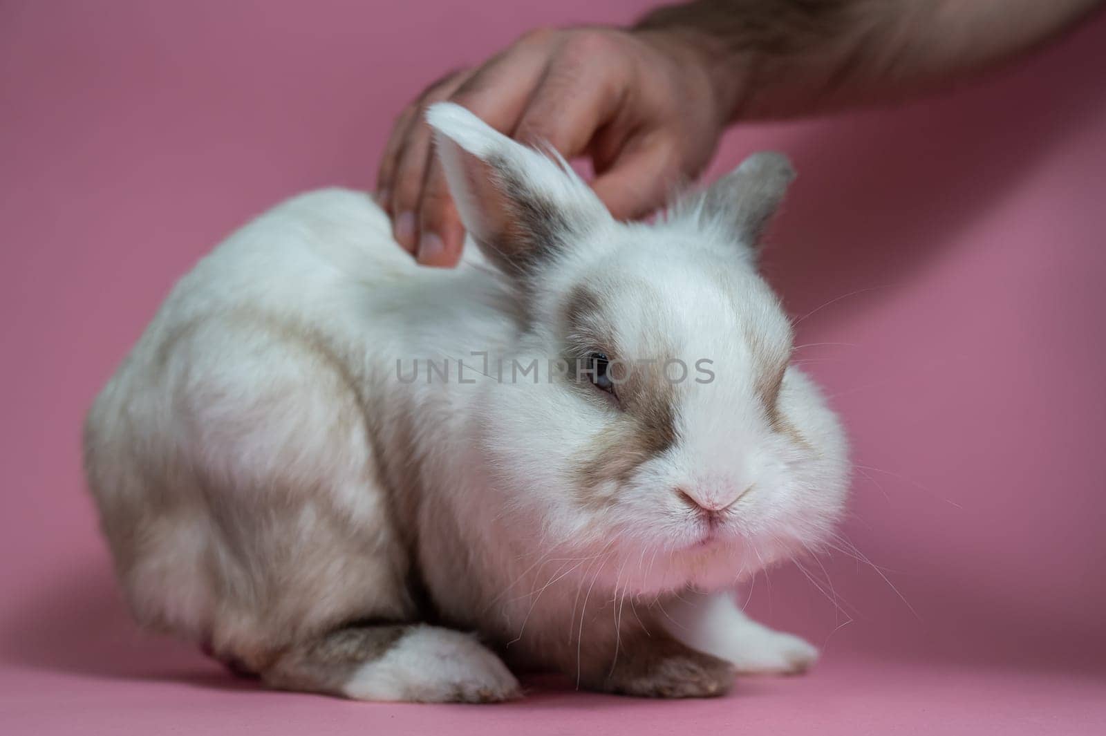 A man pets a cute gray and white rabbit on a pink background. by mrwed54
