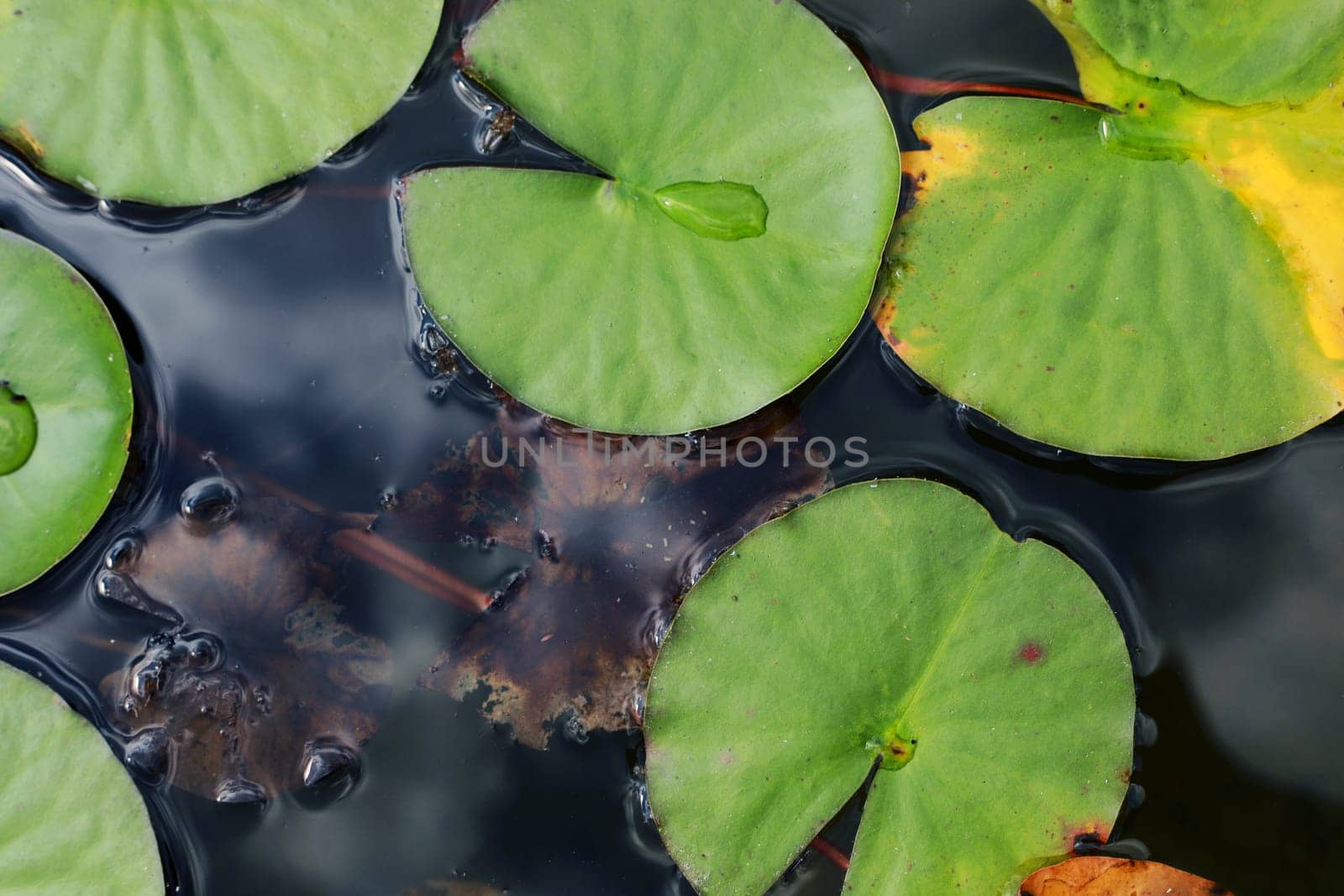 Pink water water lily with green water lilies or lotus flower Perry's in garden pond. Close-up of Nymphaea reflected on green water against sun. Flower landscape with copy space. Selective focus.