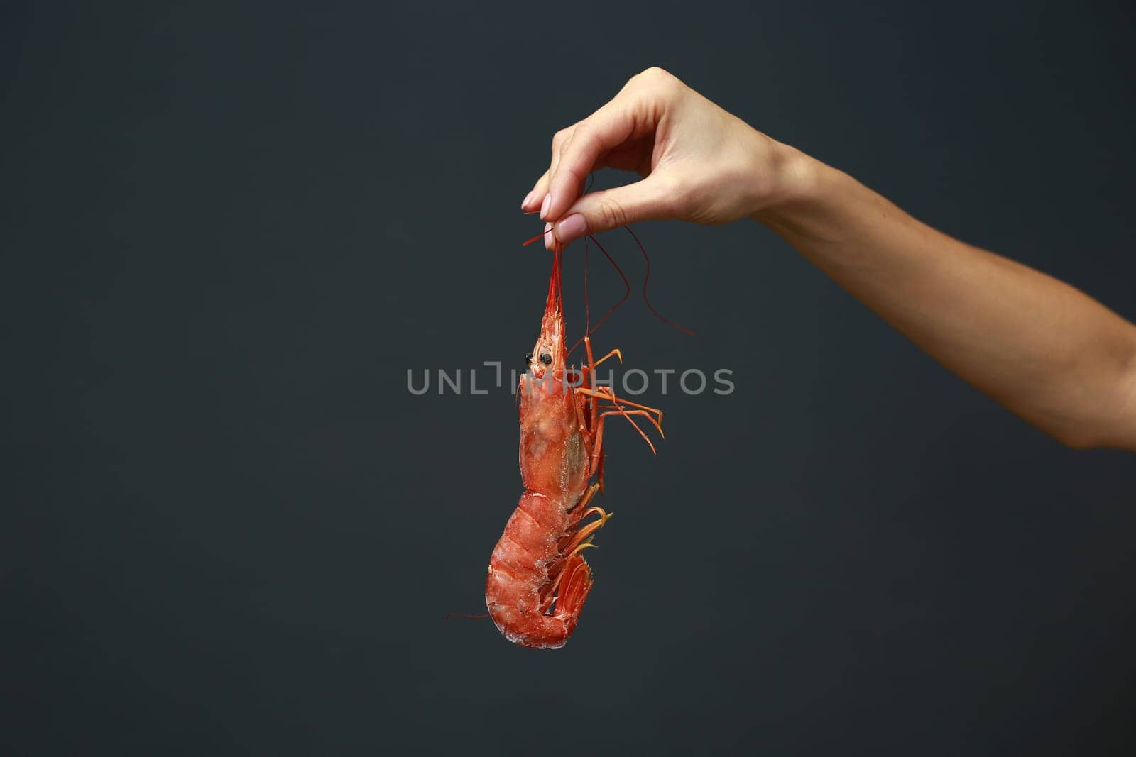 Close up of female hand holding fresh raw red langoustine, lobster, prawn or scampi on black background. Seafood for a healthy diet. copy space.
