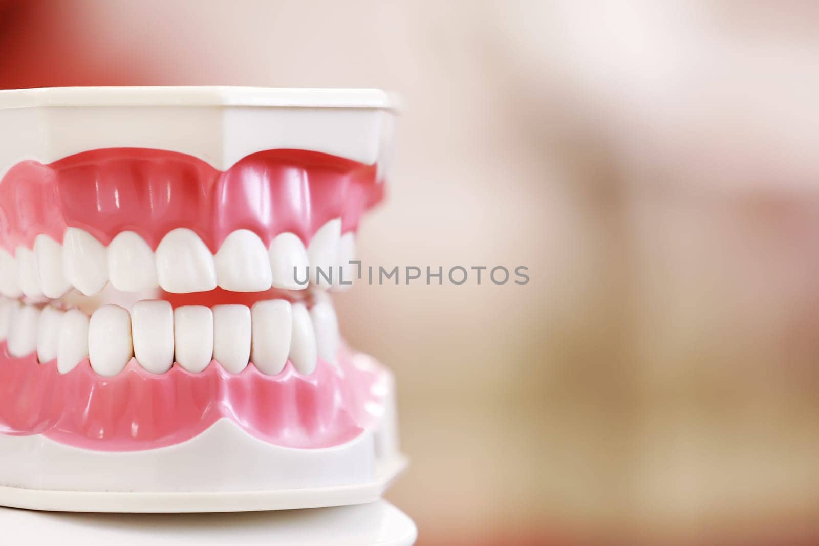 Closeup model of a human jaw with white teeth. jaw in dentistry. copy space. Clean denture, model of the jaw in the dentist's office. Dentistry conceptual photo. Prosthetic dentistry. False teet by Andriimedvediuk