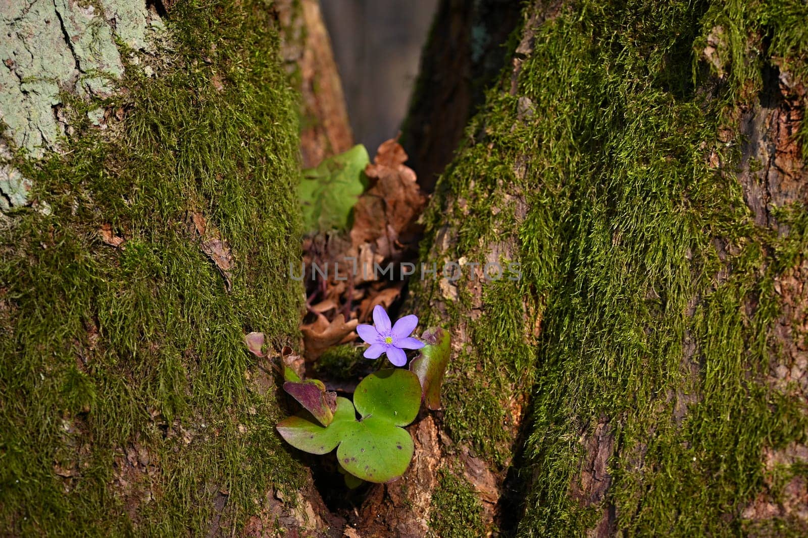 The power of nature. A beautiful little purple flower growing from a green tree in moss. Natural colorful background. Liverwort (Hepatica nobilis)