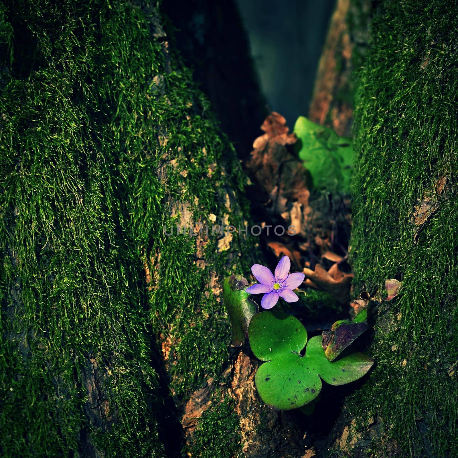 The power of nature. A beautiful little purple flower growing from a green tree in moss. Natural colorful background. Liverwort (Hepatica nobilis)