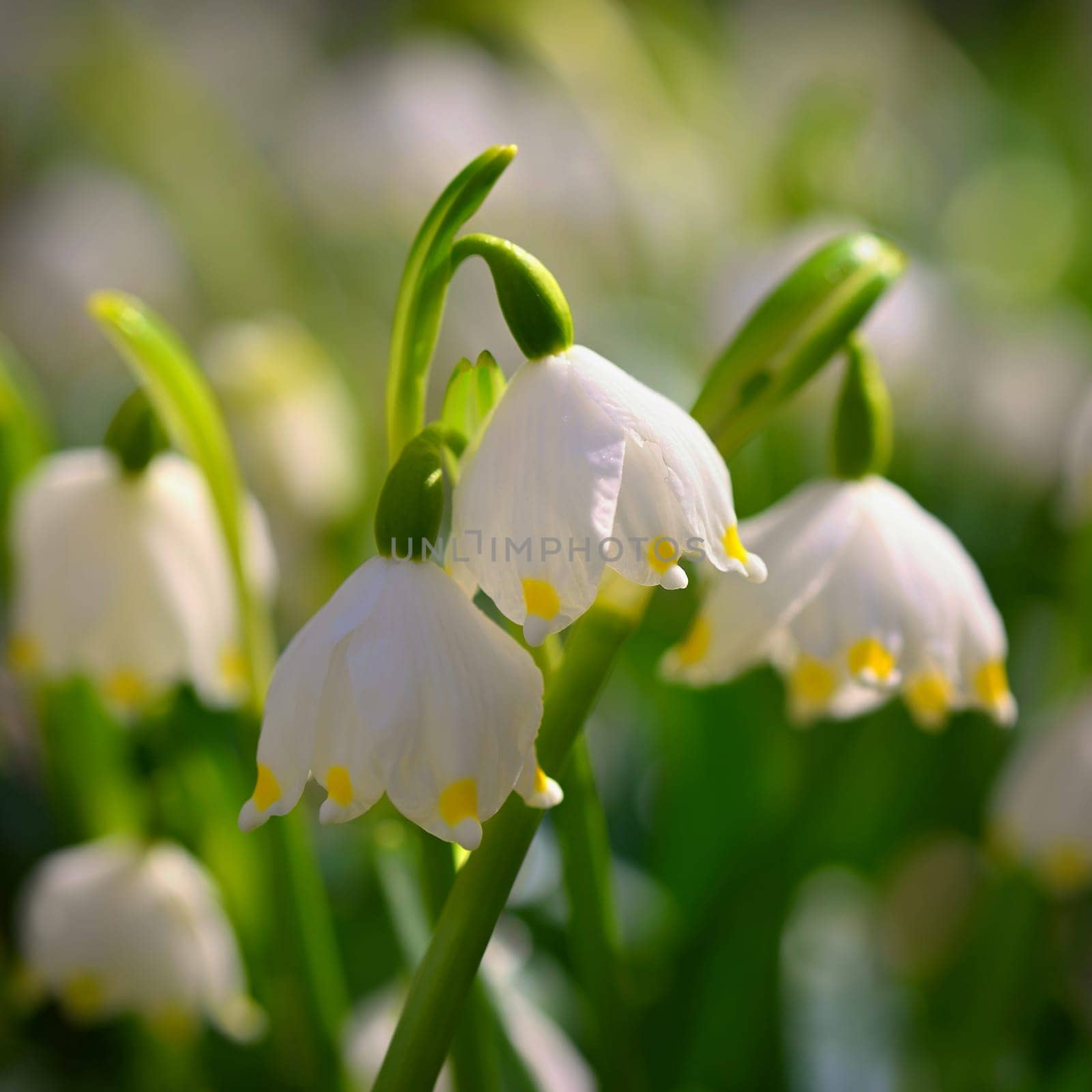 Spring snowflakes flowers. ( leucojum vernum carpaticum) Beautiful blooming flowers in forest with natural colored background. by Montypeter