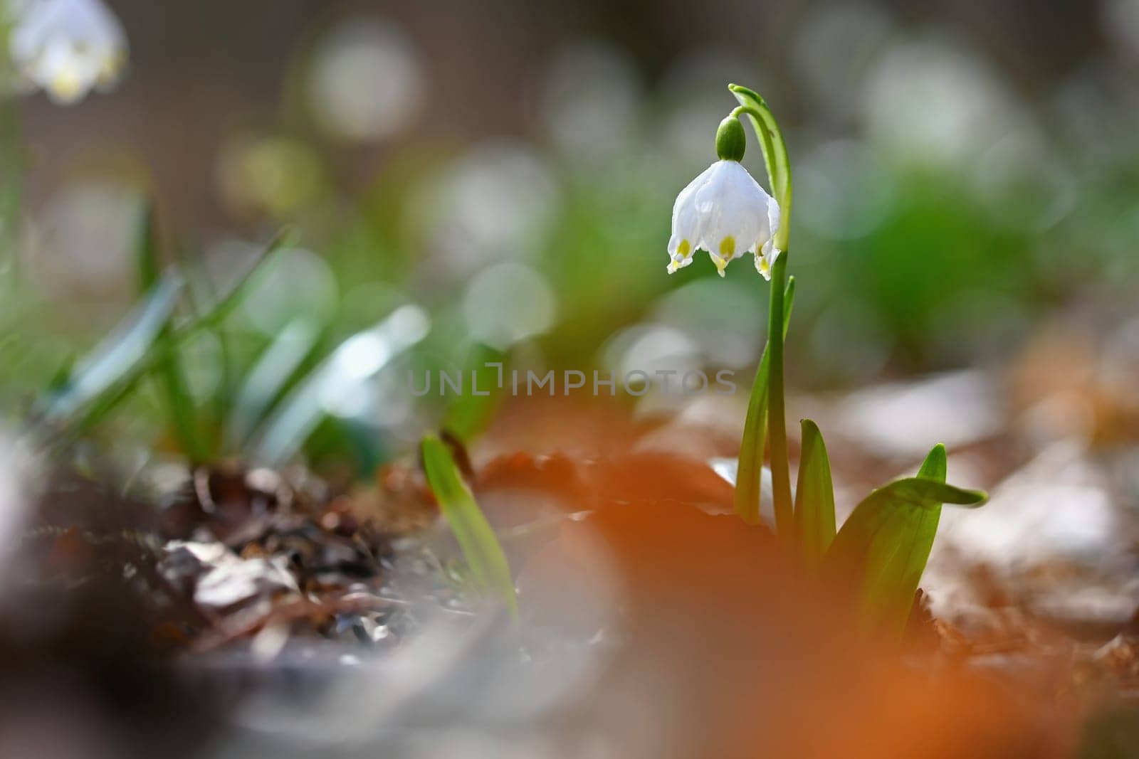 Beautiful first spring flowers in the forest. Nature and outdoor colorful background. Concept for spring time and environment.. by Montypeter