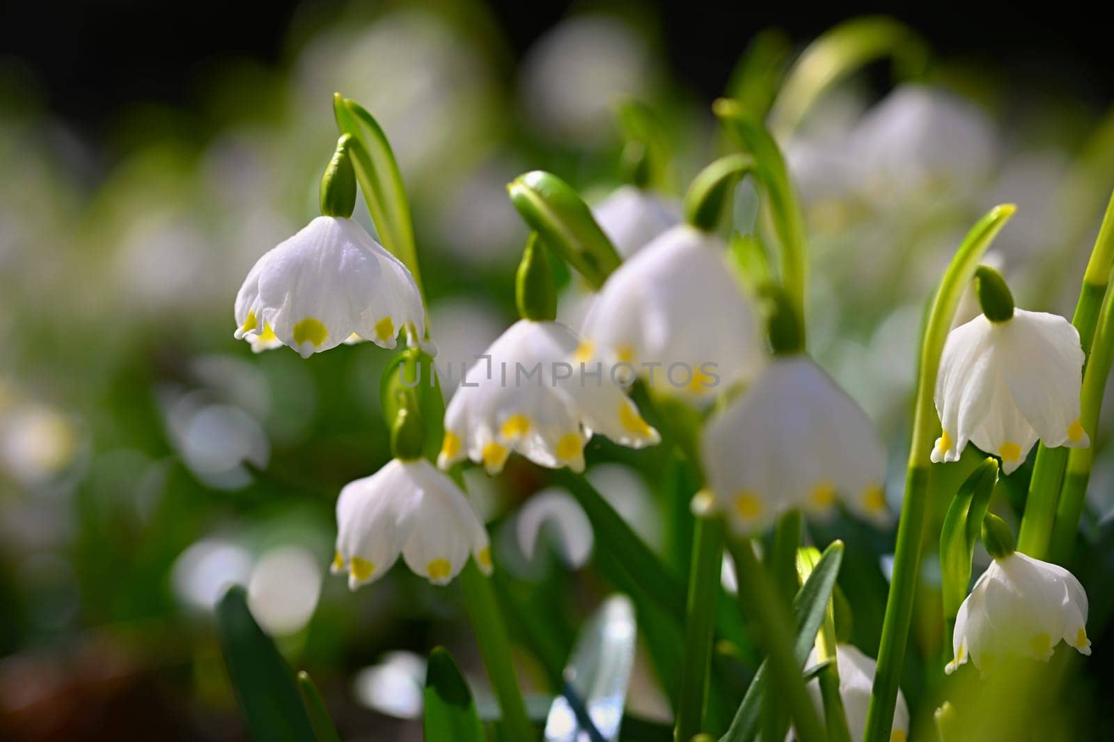 Beautiful first spring flowers in the forest. Nature and outdoor colorful background. Concept for spring time and environment..