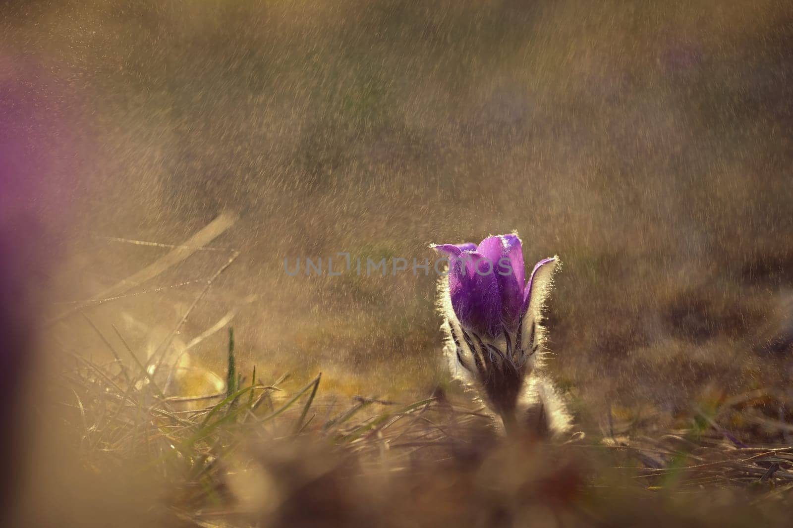 Spring flowers. Beautifully blossoming pasque flower and sun with a natural colored background. (Pulsatilla grandis) Old Russian Helios manual lens by Montypeter