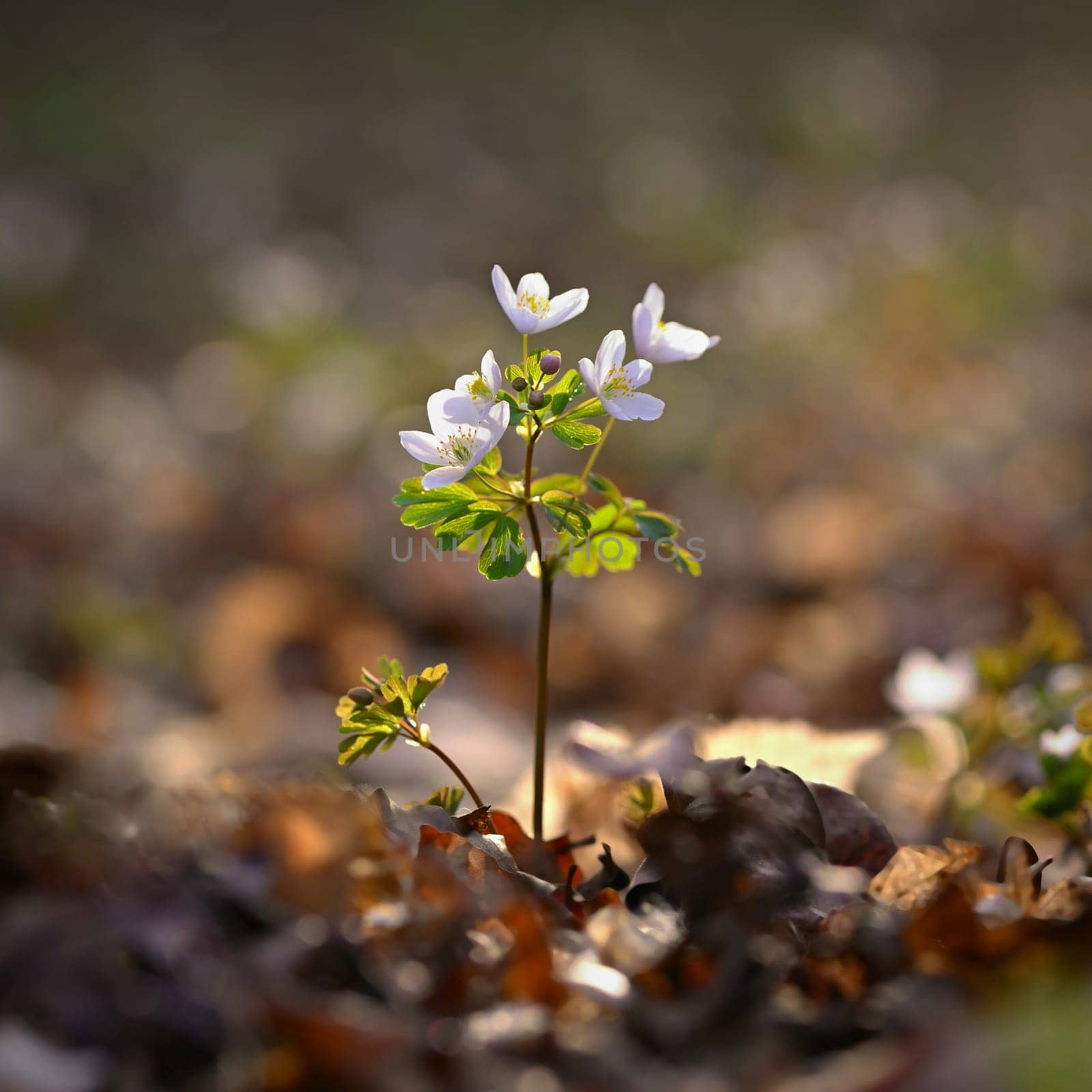 Spring background. Beautiful little white flowers in nature. by Montypeter