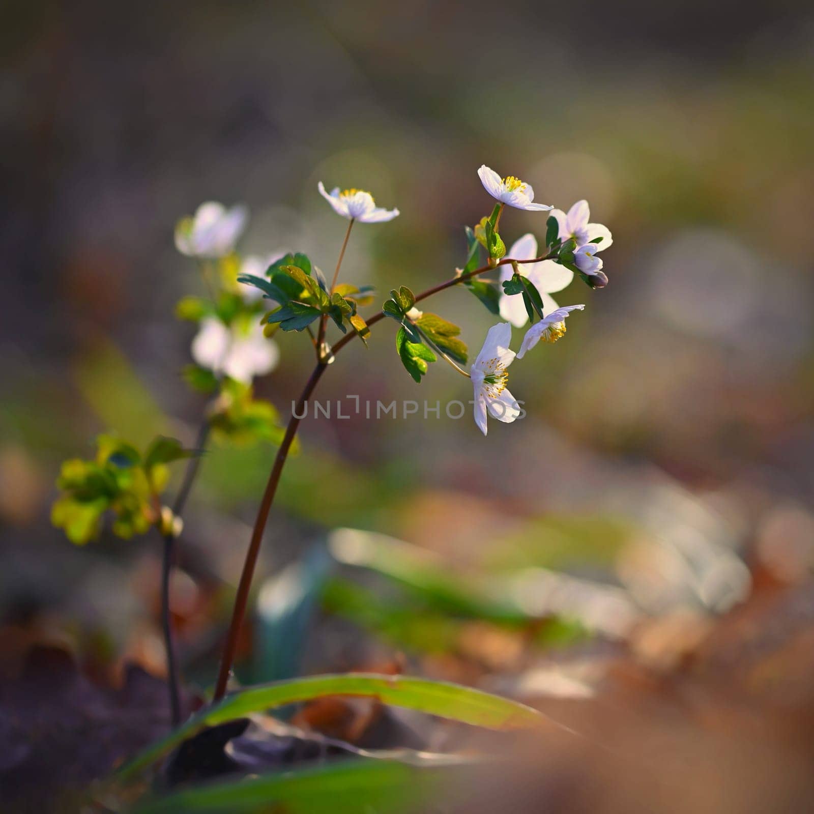Spring background. Beautiful little white flowers in nature. by Montypeter