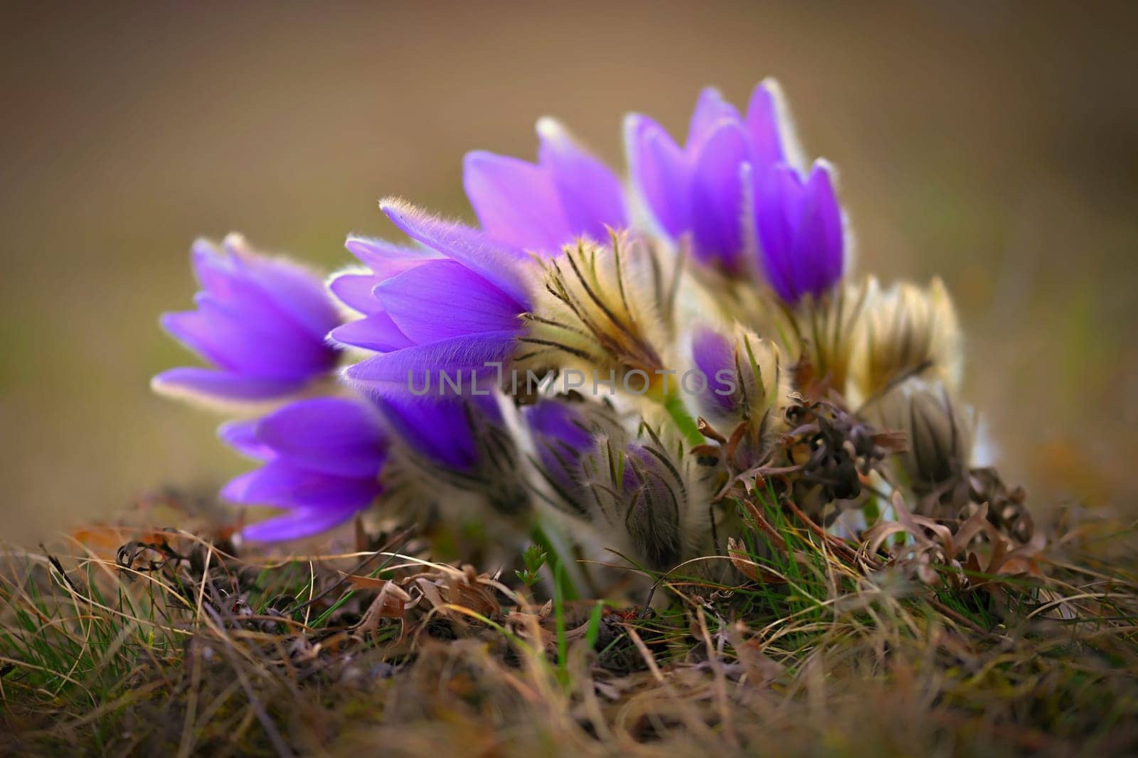 Spring flowers. Beautifully blossoming pasque flower and sun with a natural colored background. (Pulsatilla grandis)