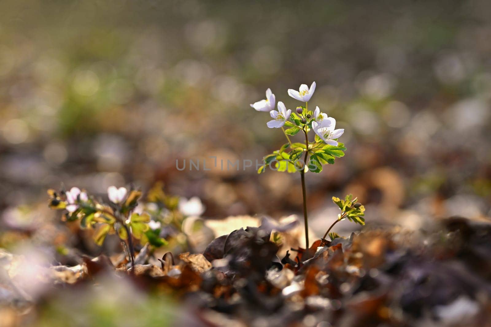 Spring background. Beautiful little white flowers in nature. by Montypeter