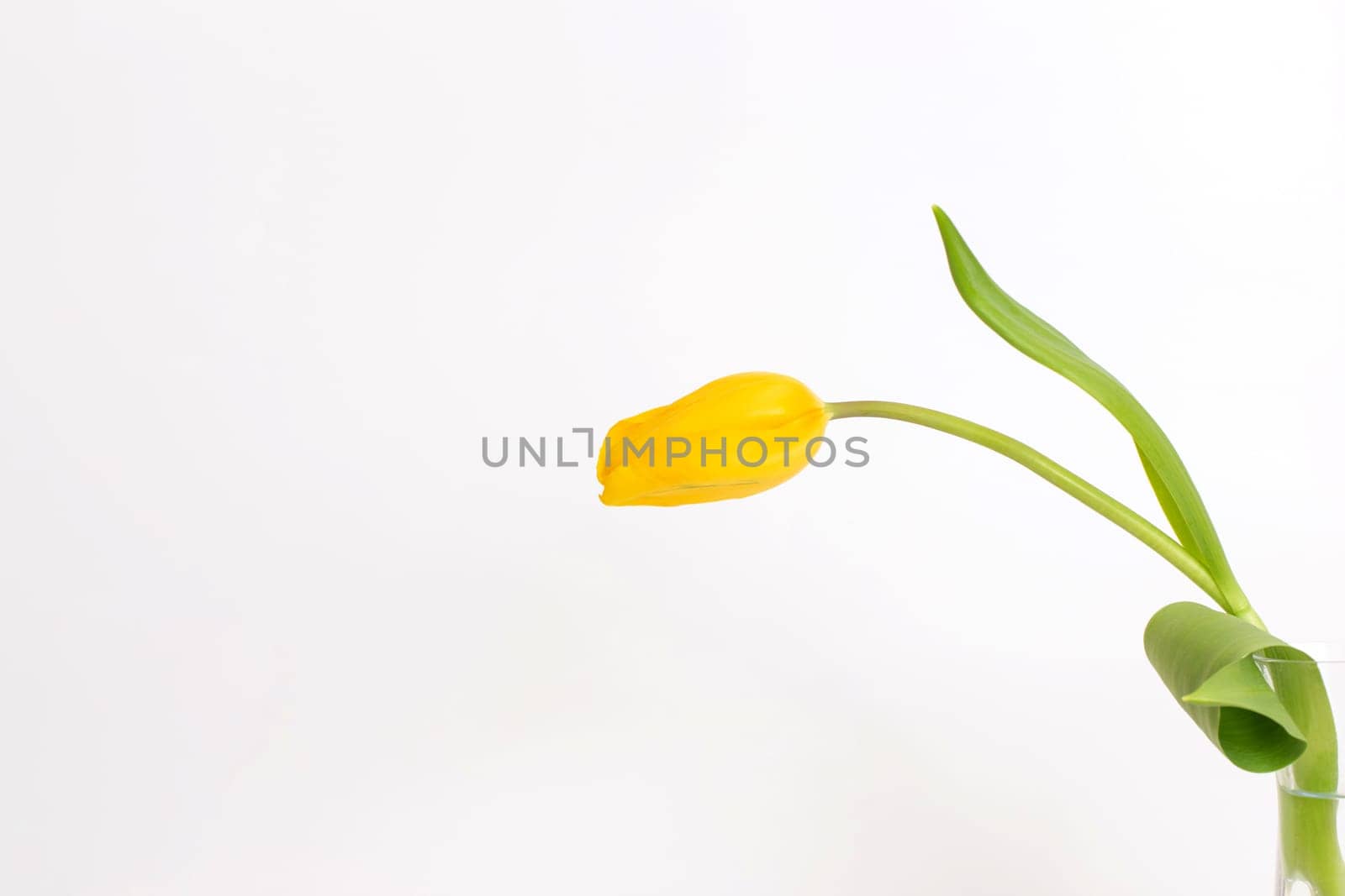 One adorable yellow tulip flower stands at the side of the frame, highlighted on a white background.