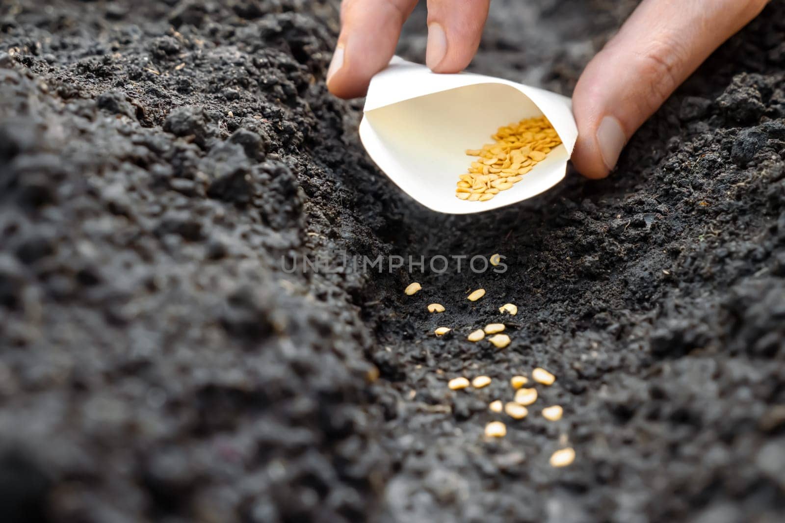 Farmer hand soil sowing seed packet. Sowing season planting seed bags. Farm hand seeds soiled hands gardener gardening soil garden earth ground fertile land. Agriculture farm garden planting vegetable by synel