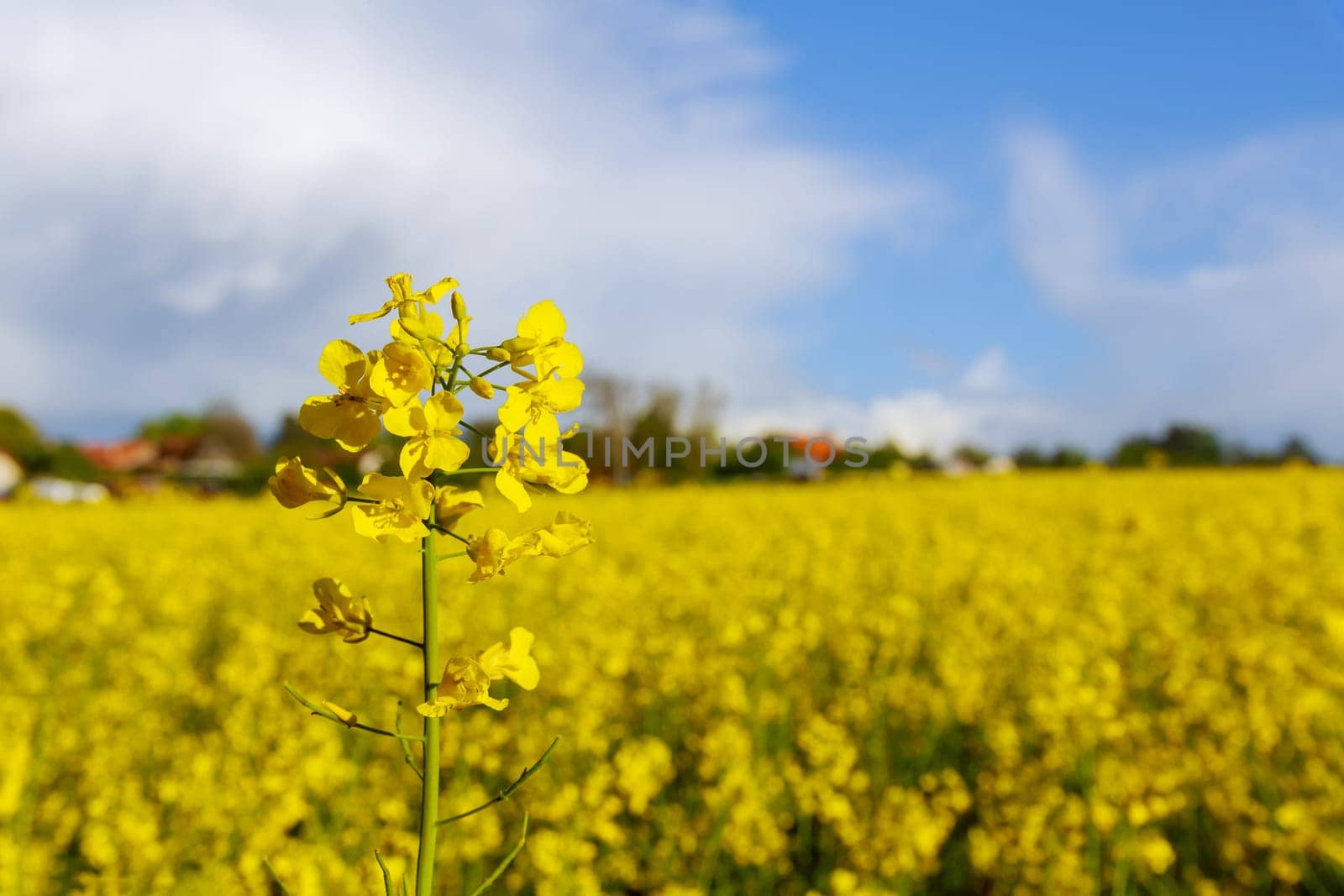 Yellow rape flower on the background of a yellow field of flowers. Annual oil plant. Oil and biofuel production. Agricultural market.