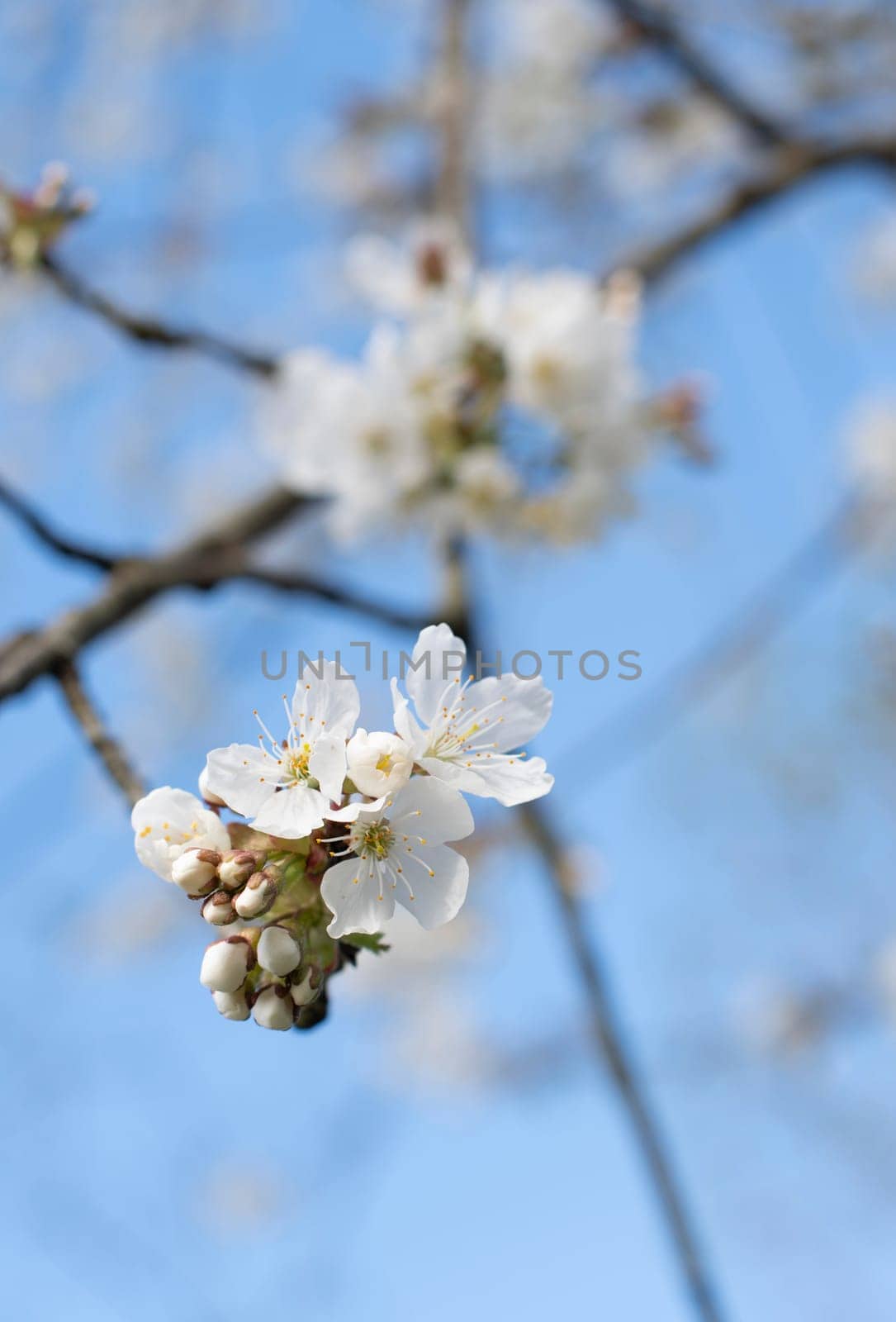 branch of cherry blossoms against the blue sky, flowering of fruit trees in early spring, natural. High quality photo