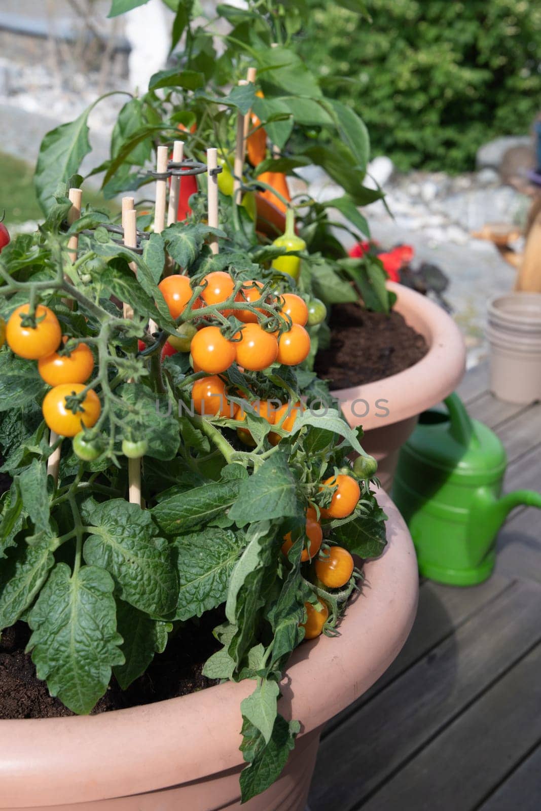 Large pots with cherry tomatoes and sweet peppers on the garden terrace, planting a mini garden when there is no space. High quality photo