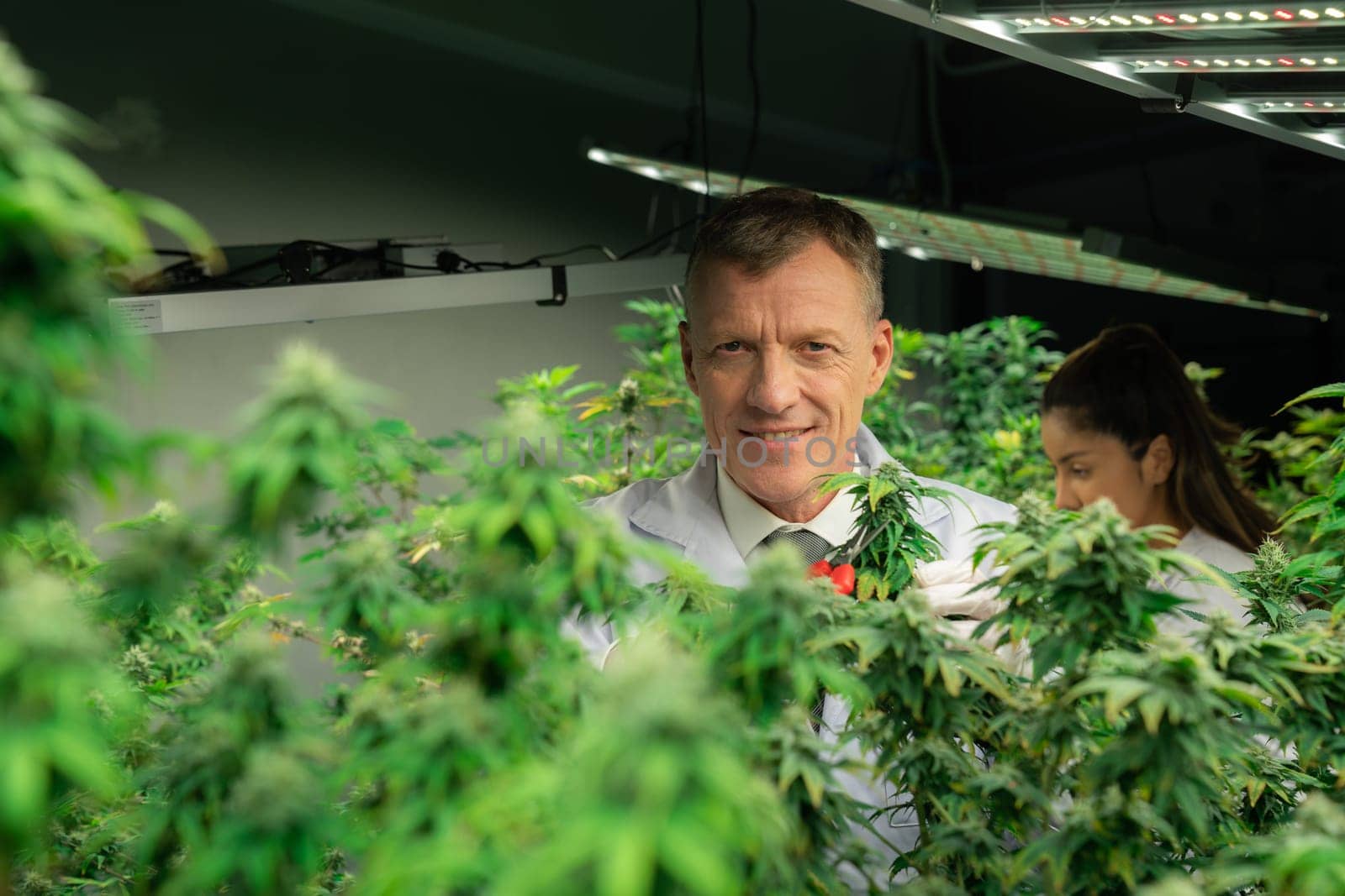 Scientists gather gratifying cannabis plant bud for medical research and production in a curative indoor hydro farm with secateurs. Cannabis concept for medical purposes in grow facility.