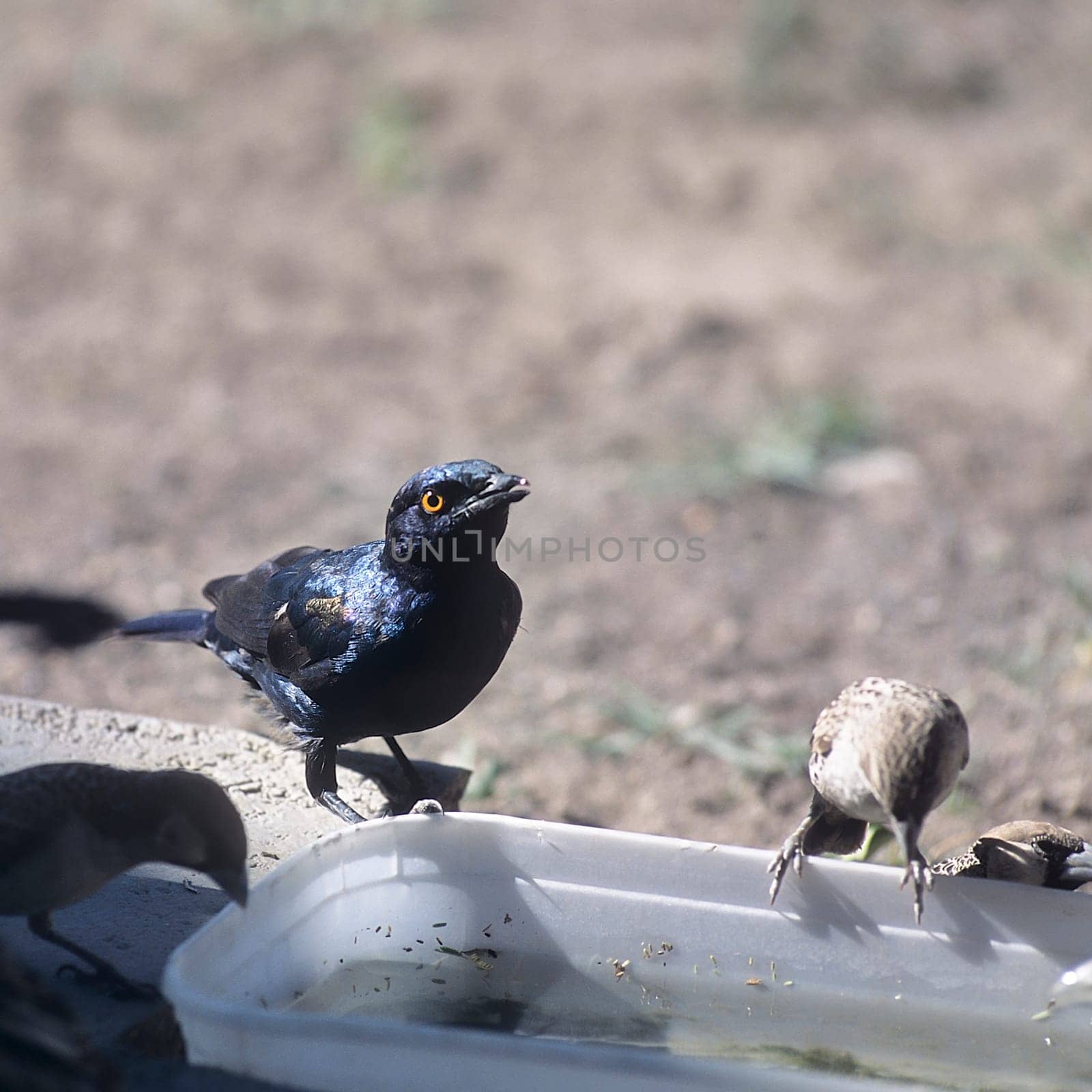 Glossy Starling, (Lamprotornis nitens), Africa, Namibia, Oshikoto, Etosha National Park