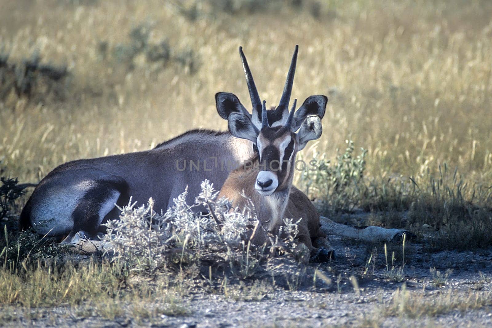 Gemsbok, (Oryx gazella), Africa, Namibia, Oshikoto, Etosha National Park