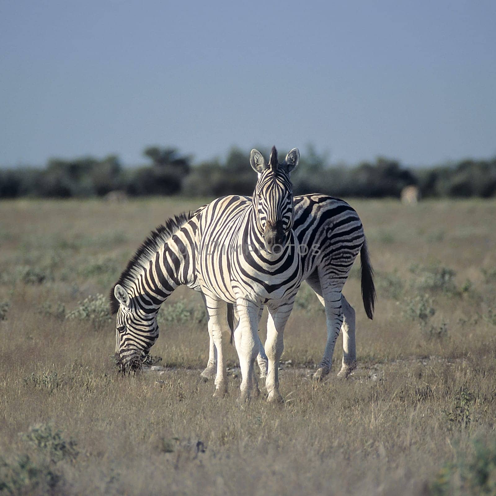 Plains Zebra by Giamplume