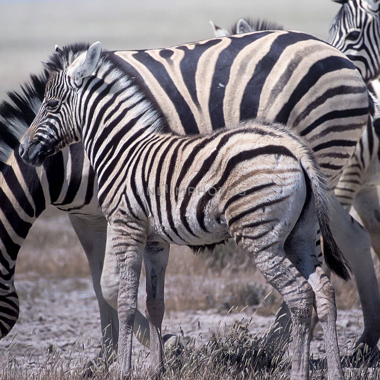 Plains Zebra by Giamplume