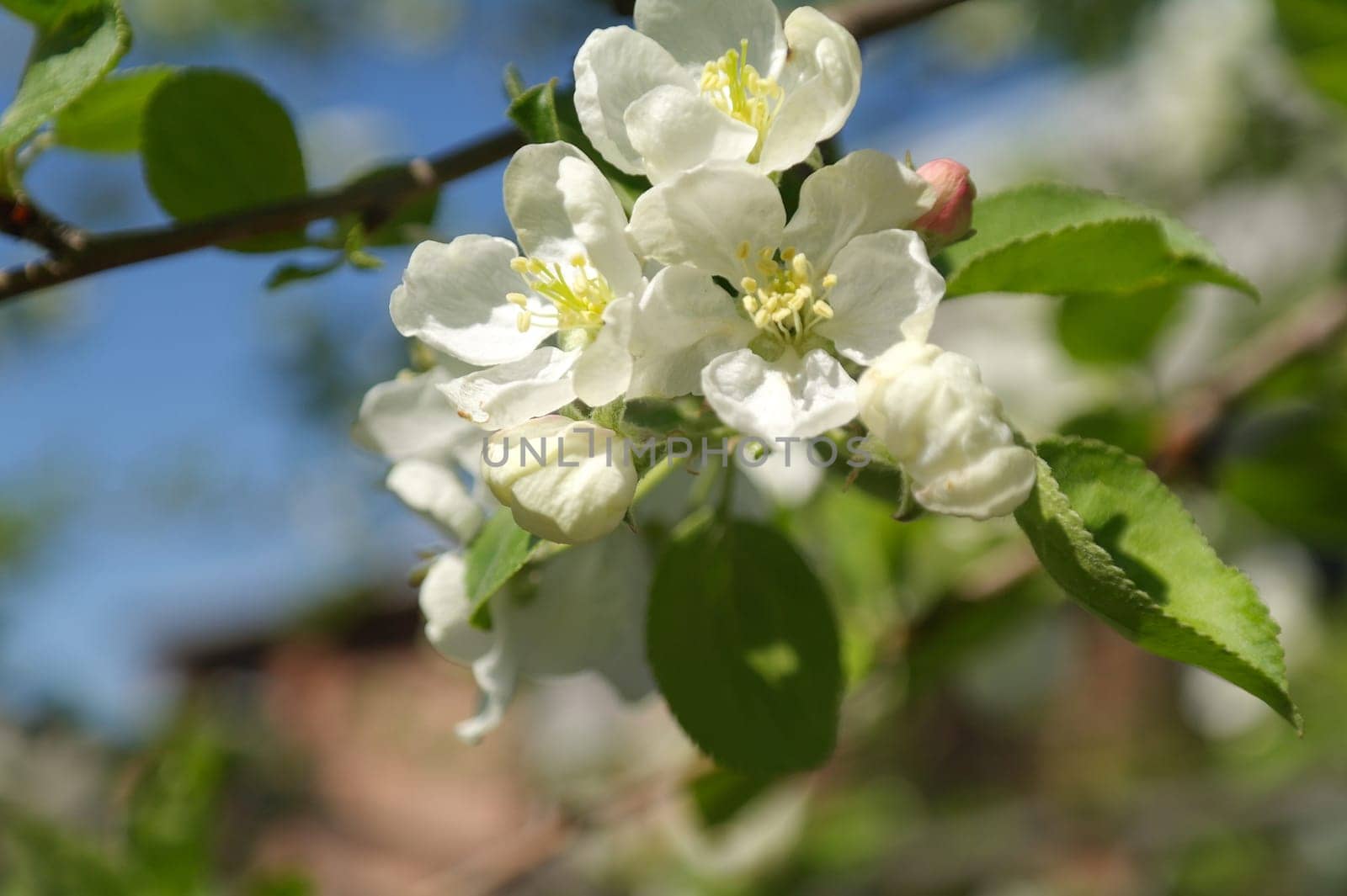 apple blossoms in spring on green foilage by fireFLYart