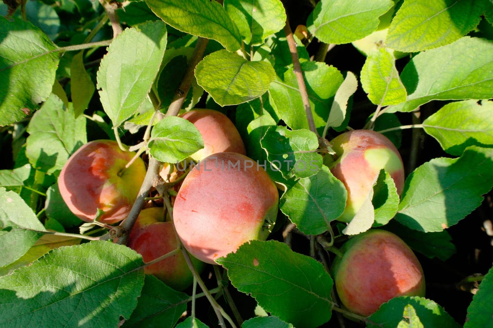 Colorful outdoor shot containing a bunch of red apples on a branch ready to be harvested