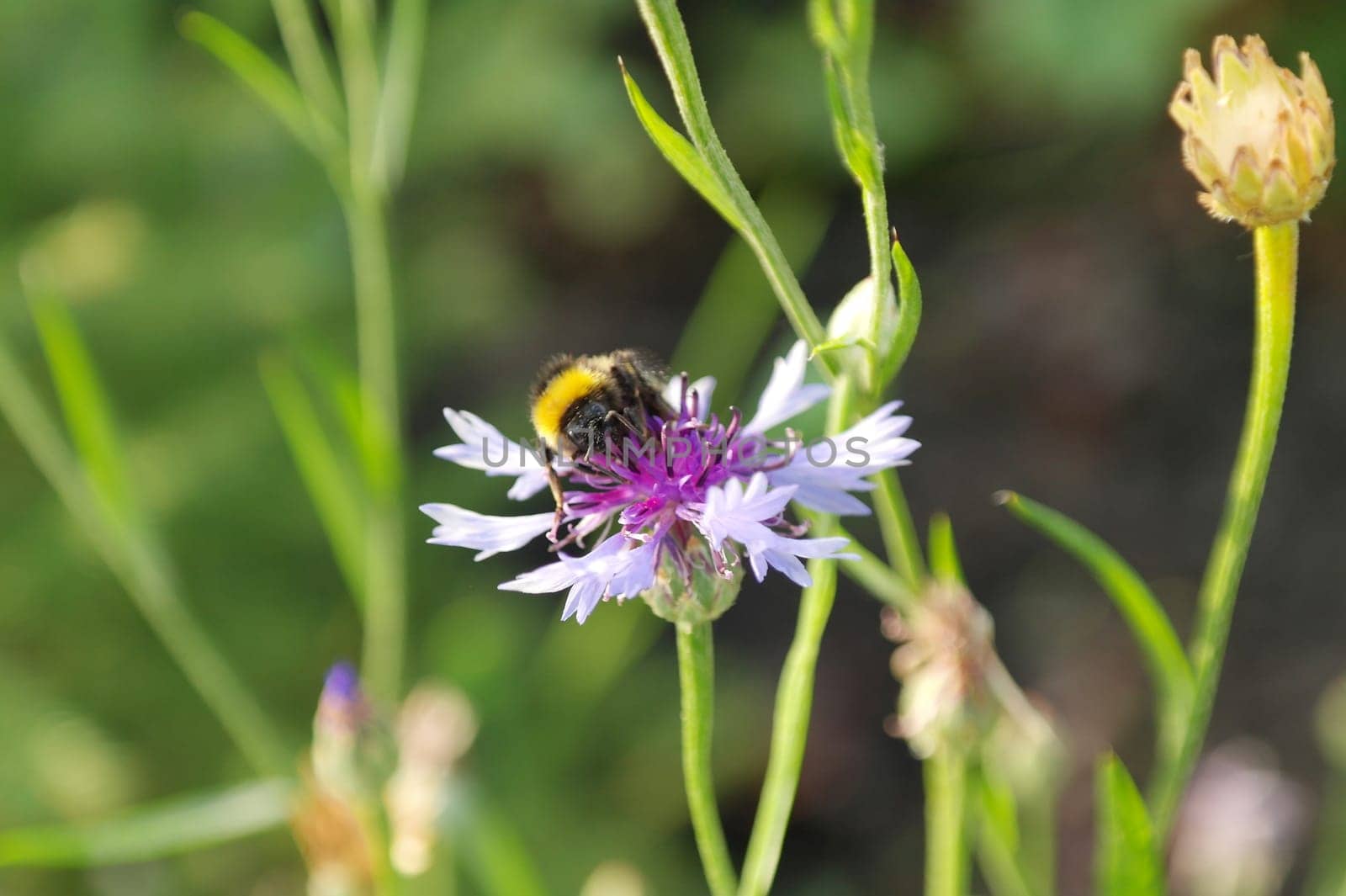 Closeup of bee pollinating blue cornflower.