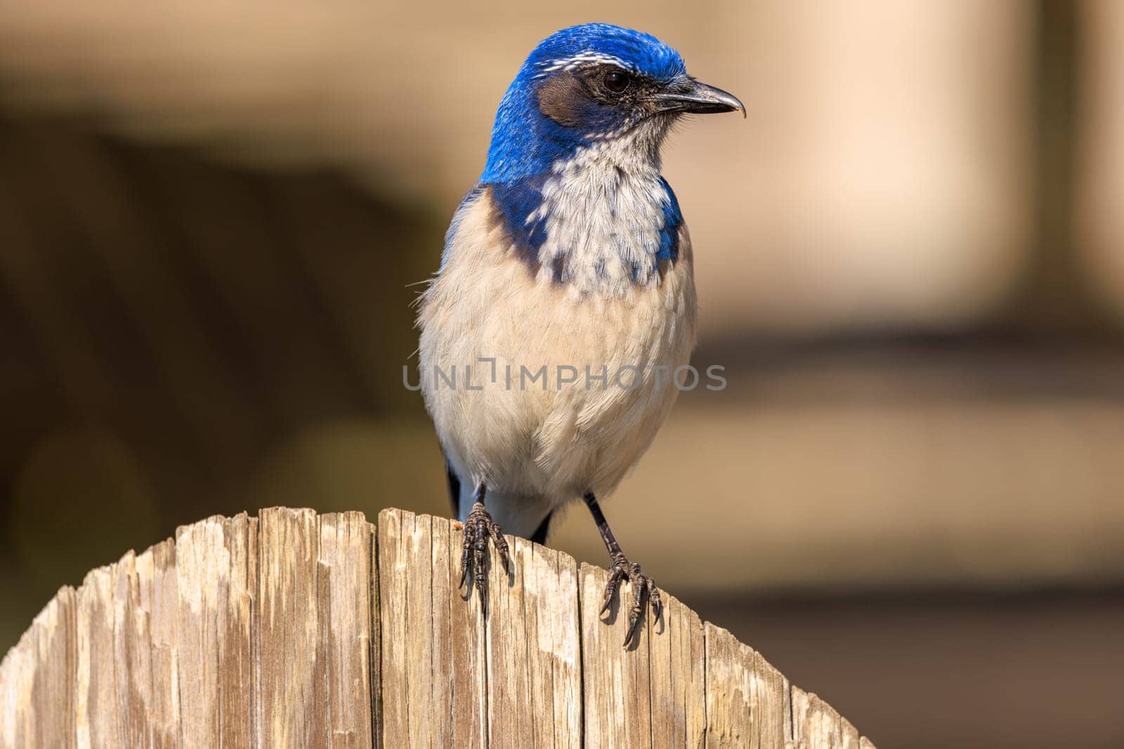 Bird with blue feathers on head and shoulders perched on wooden fence post by Osaze