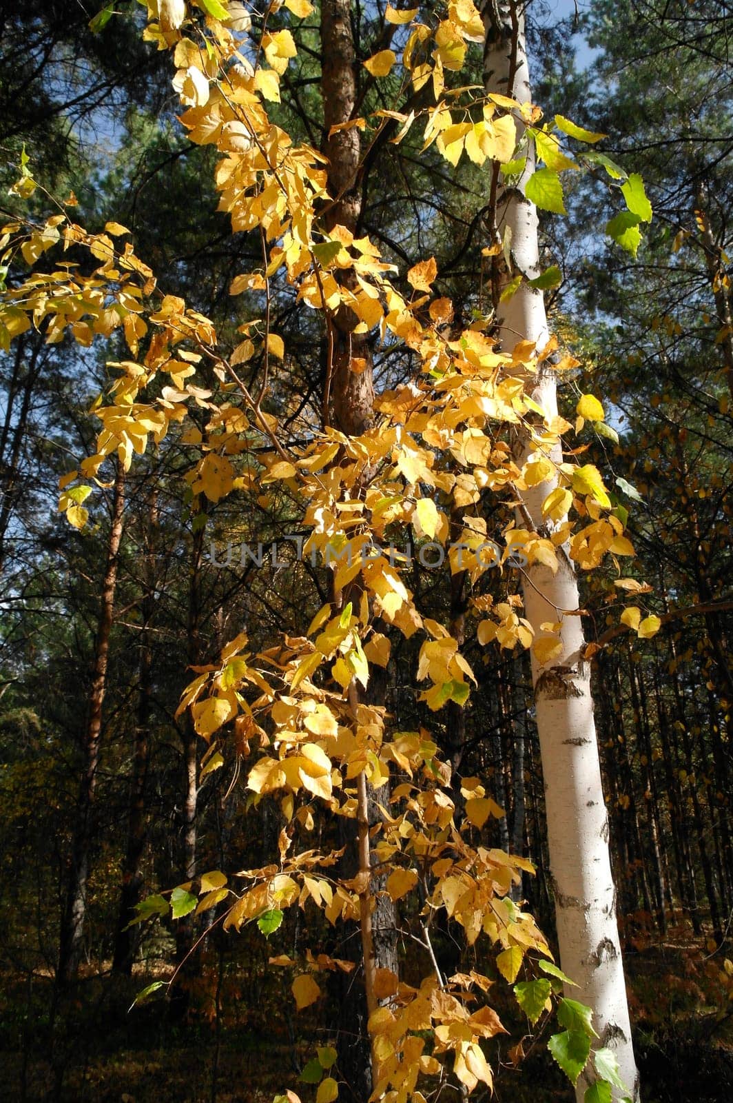 Calm fall season. Beautiful landscape with road in autumn forest. Maples and birch trees with green, yellow and orange leaves and footpath in the woodland in sunny day