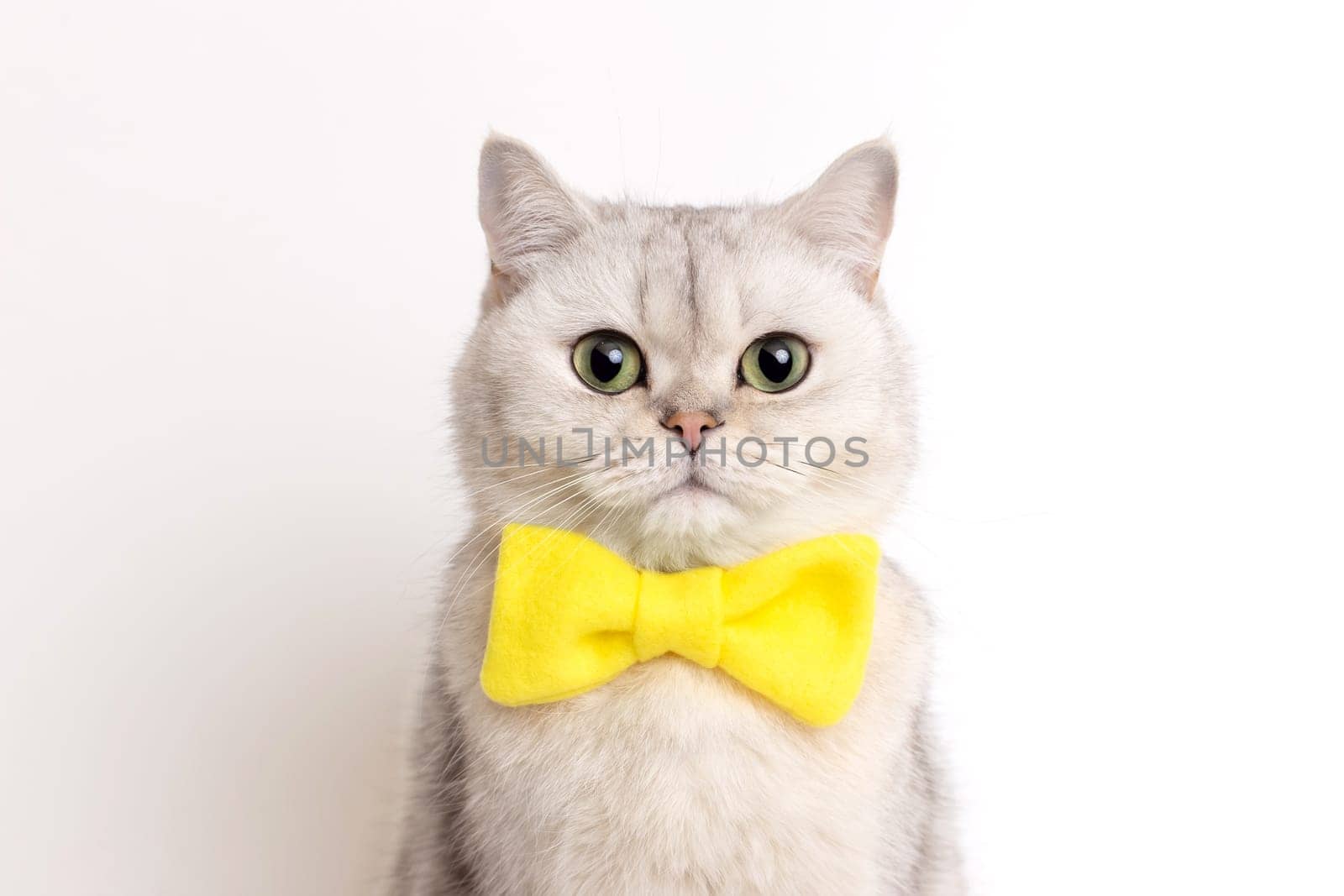 Portrait of beautiful white cat in a yellow bow tie, on a white background, looks at camera. Copy space
