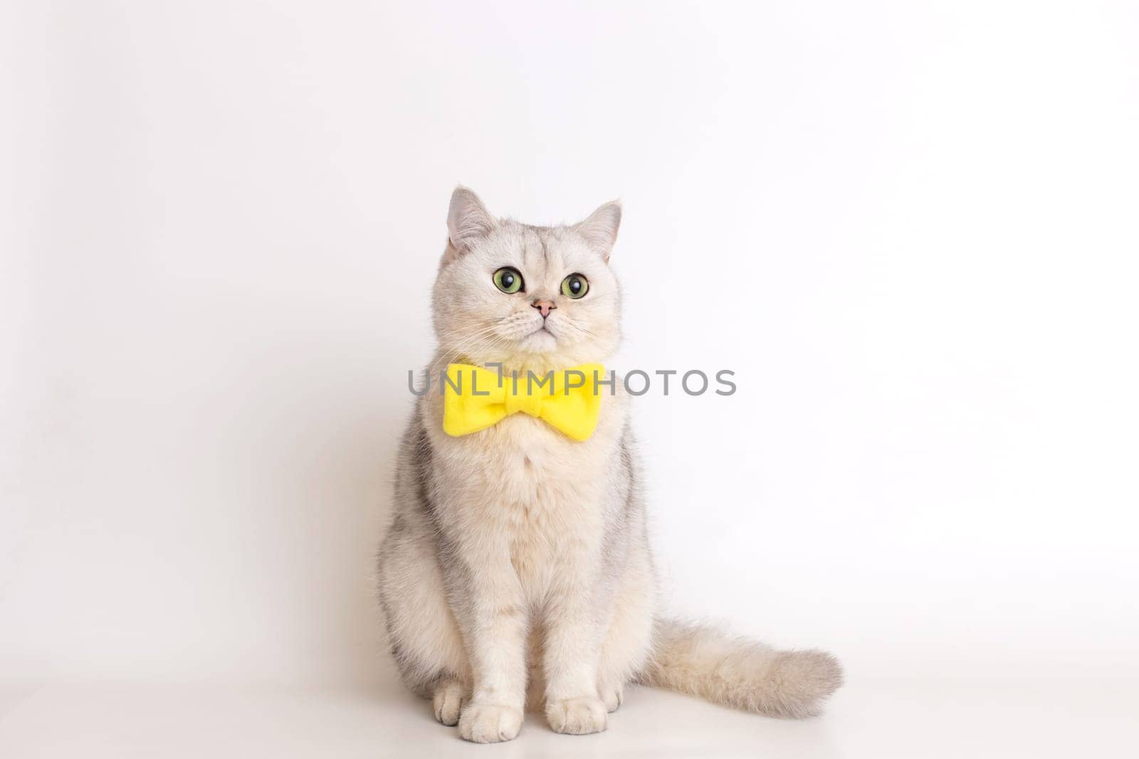 A charming white cat in a yellow bow tie, sitting on a white background, looks away. Copy space