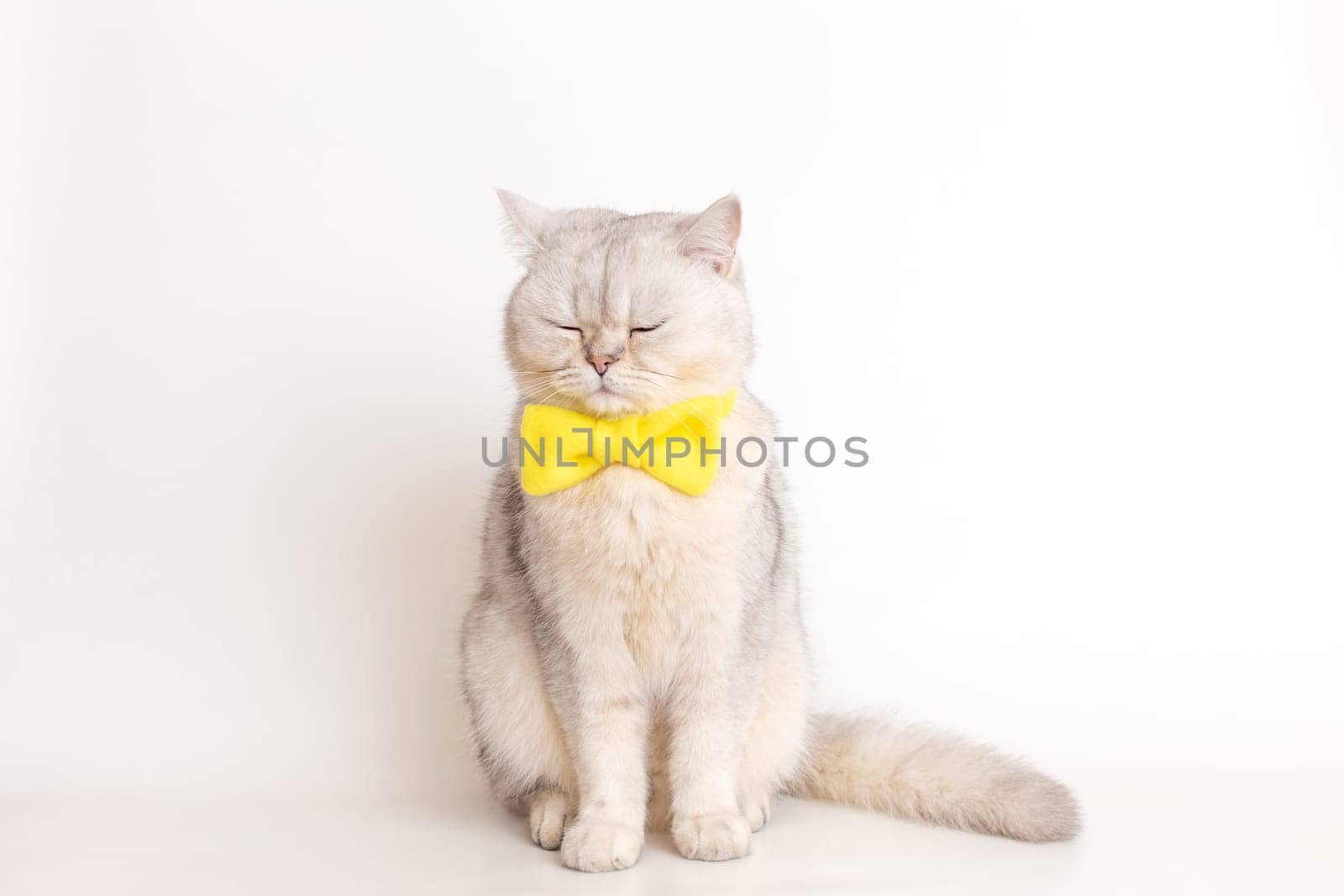 a white British cat in a yellow bow tie, sitting on a white background, sits with his eyes closed. Copy space
