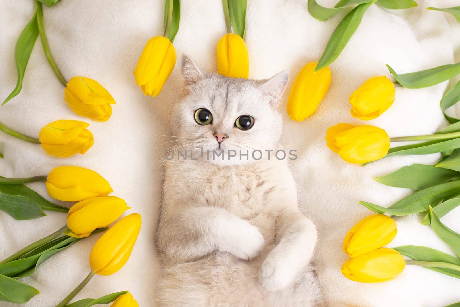 Cute white British cat lying on a white blanket surrounded by yellow tulips, top view, close-up