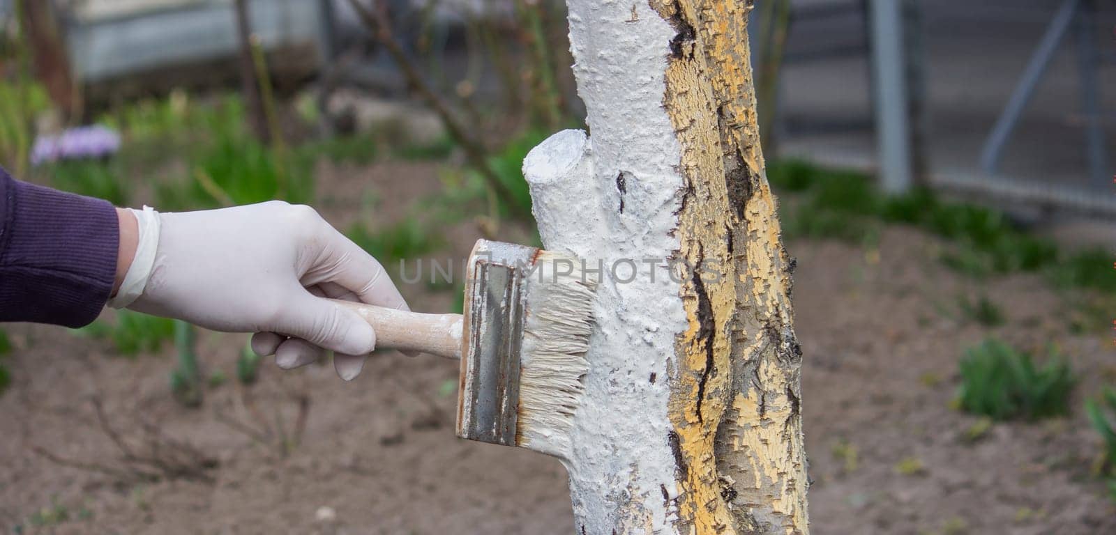 a male farmer covers a tree trunk with protective white paint against pests. Selective focus