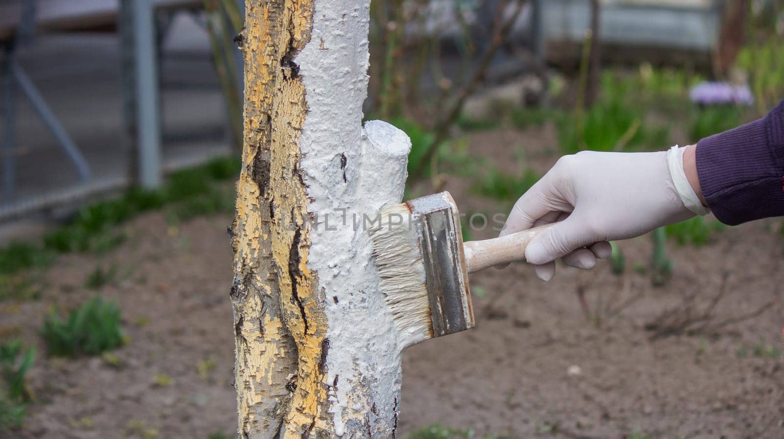 a male farmer covers a tree trunk with protective white paint against pests. Selective focus
