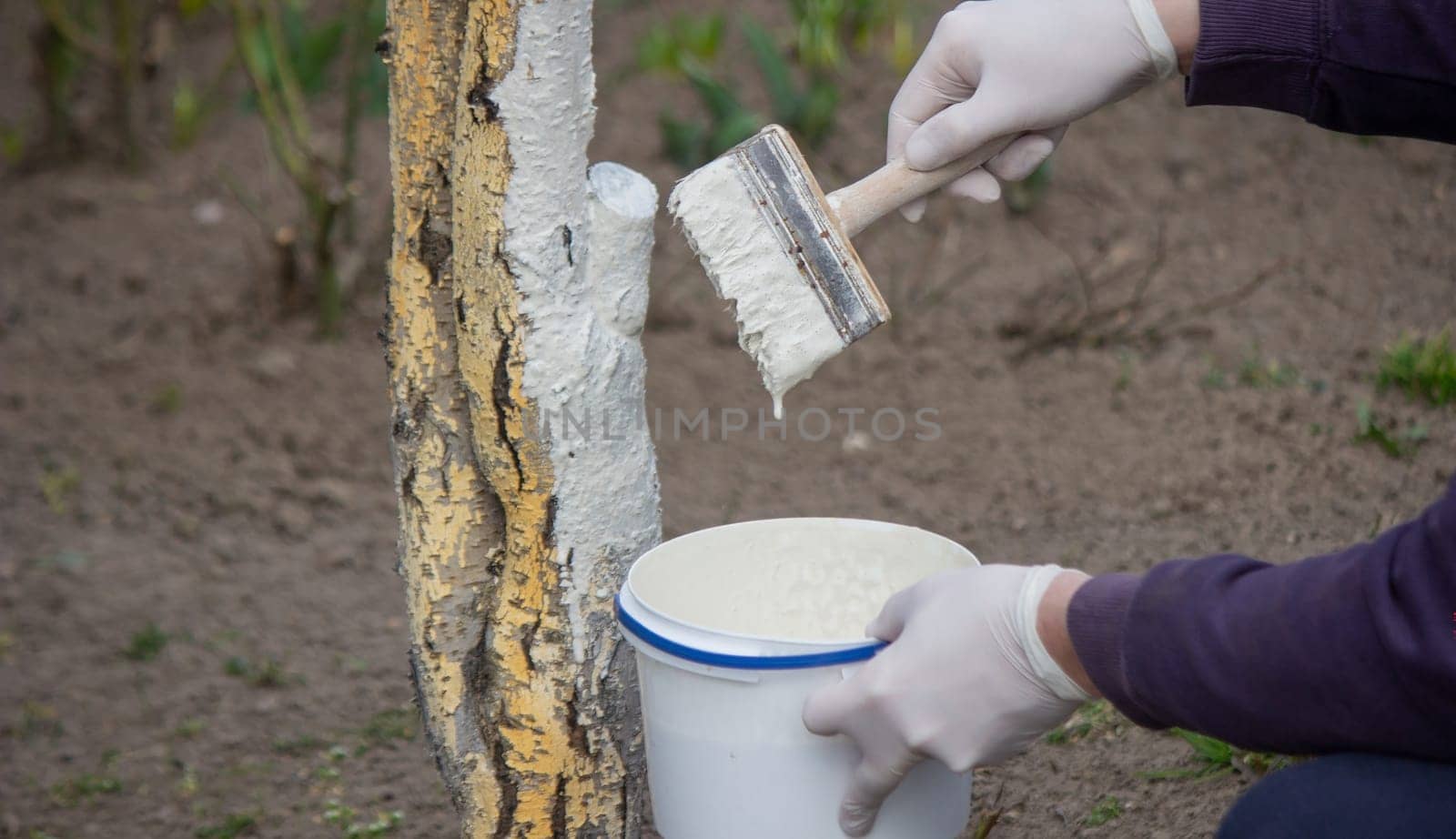 a male farmer covers a tree trunk with protective white paint against pests. Selective focus