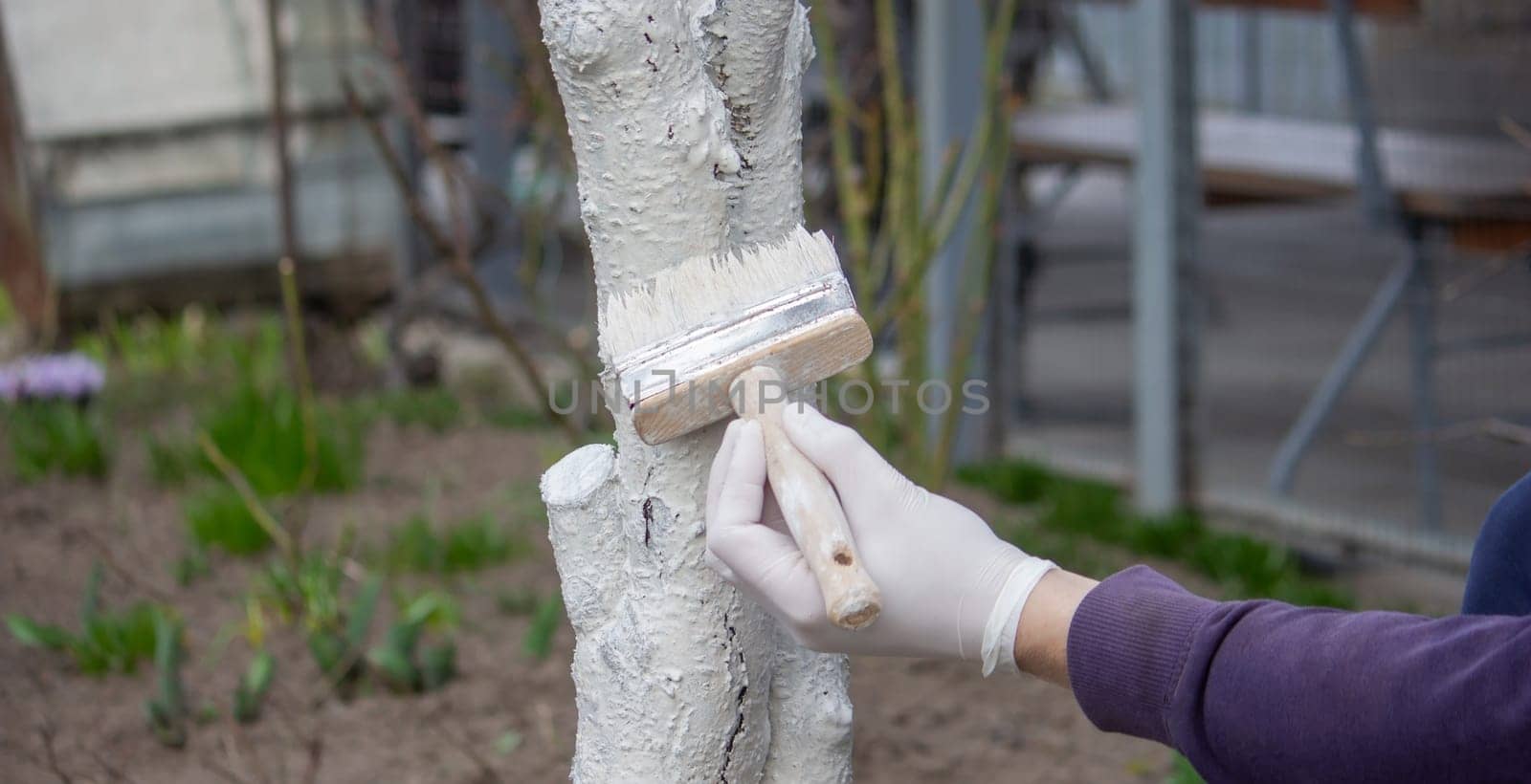 a male farmer covers a tree trunk with protective white paint against pests. Selective focus