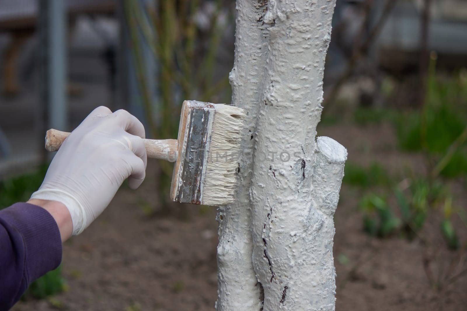 a male farmer covers a tree trunk with protective white paint against pests. Selective focus