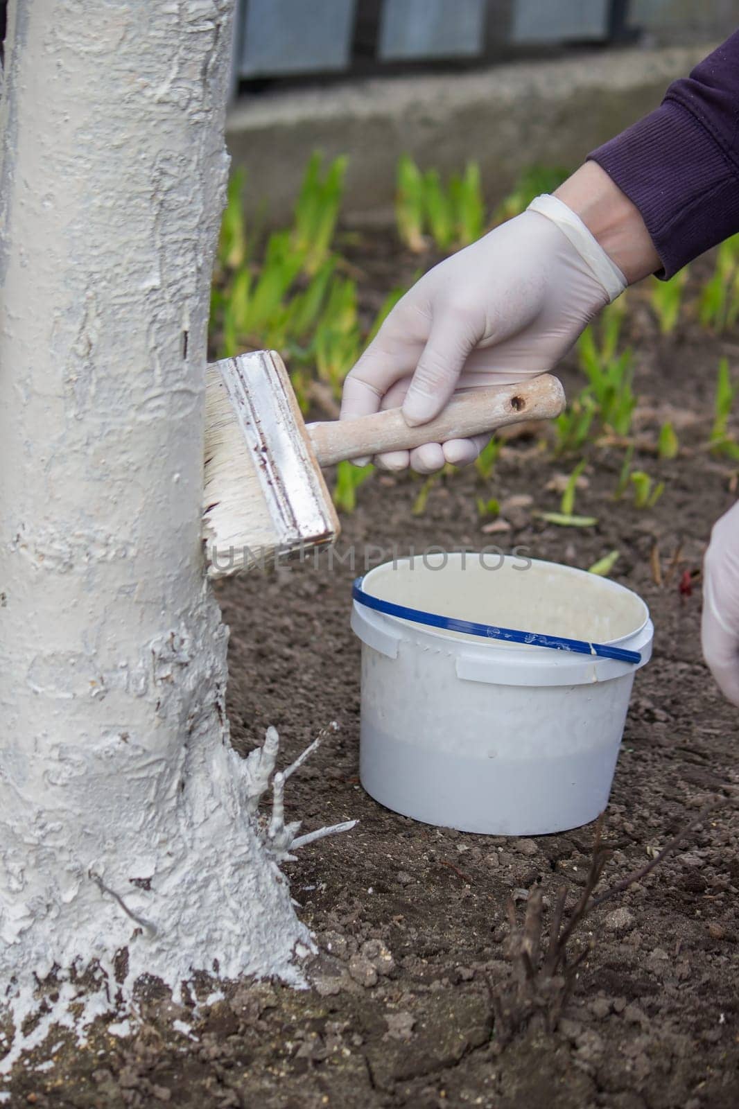 a male farmer covers a tree trunk with protective white paint against pests. Selective focus