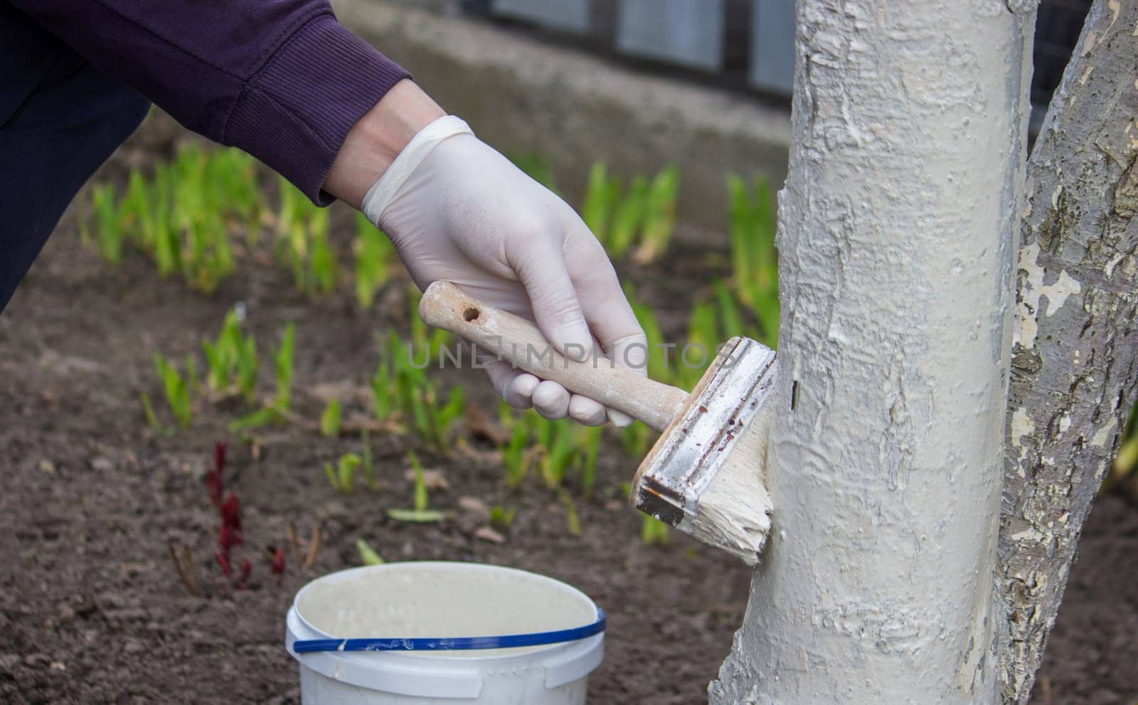 a male farmer covers a tree trunk with protective white paint against pests. Selective focus